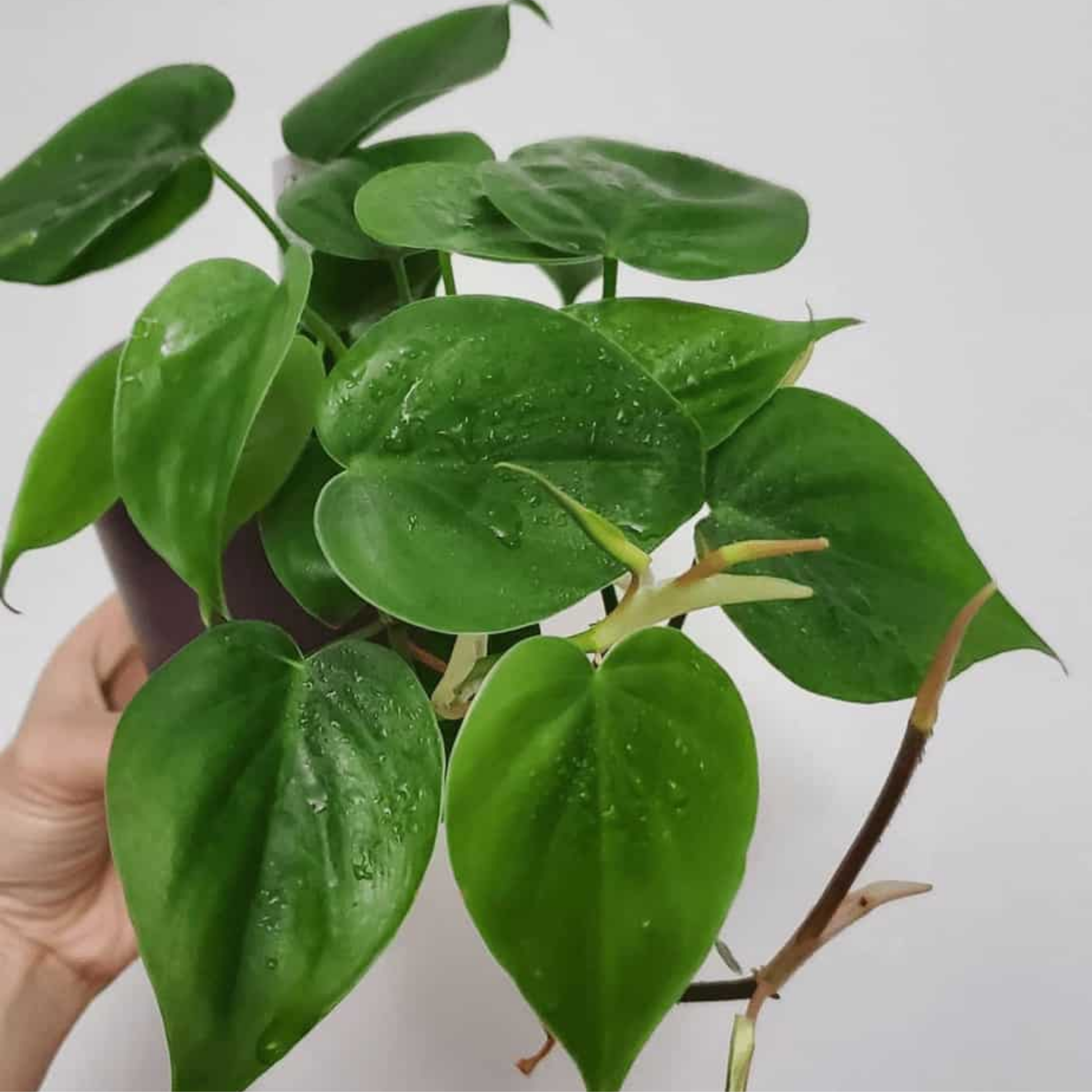 Heart Leaf Philodendron - Philodendron cordatum