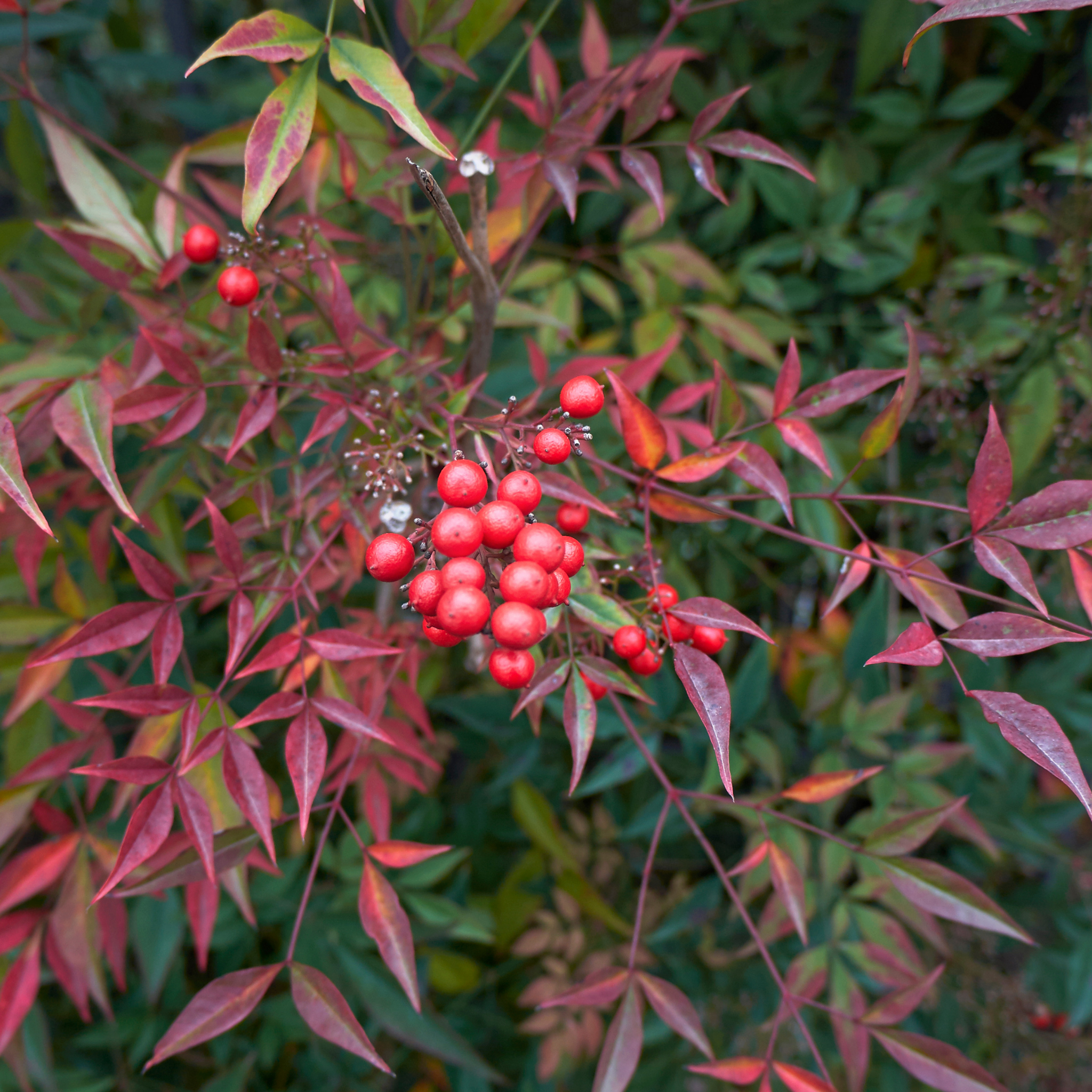 Moon Bay Heavenly Bamboo - Nandina domestica Moon Bay