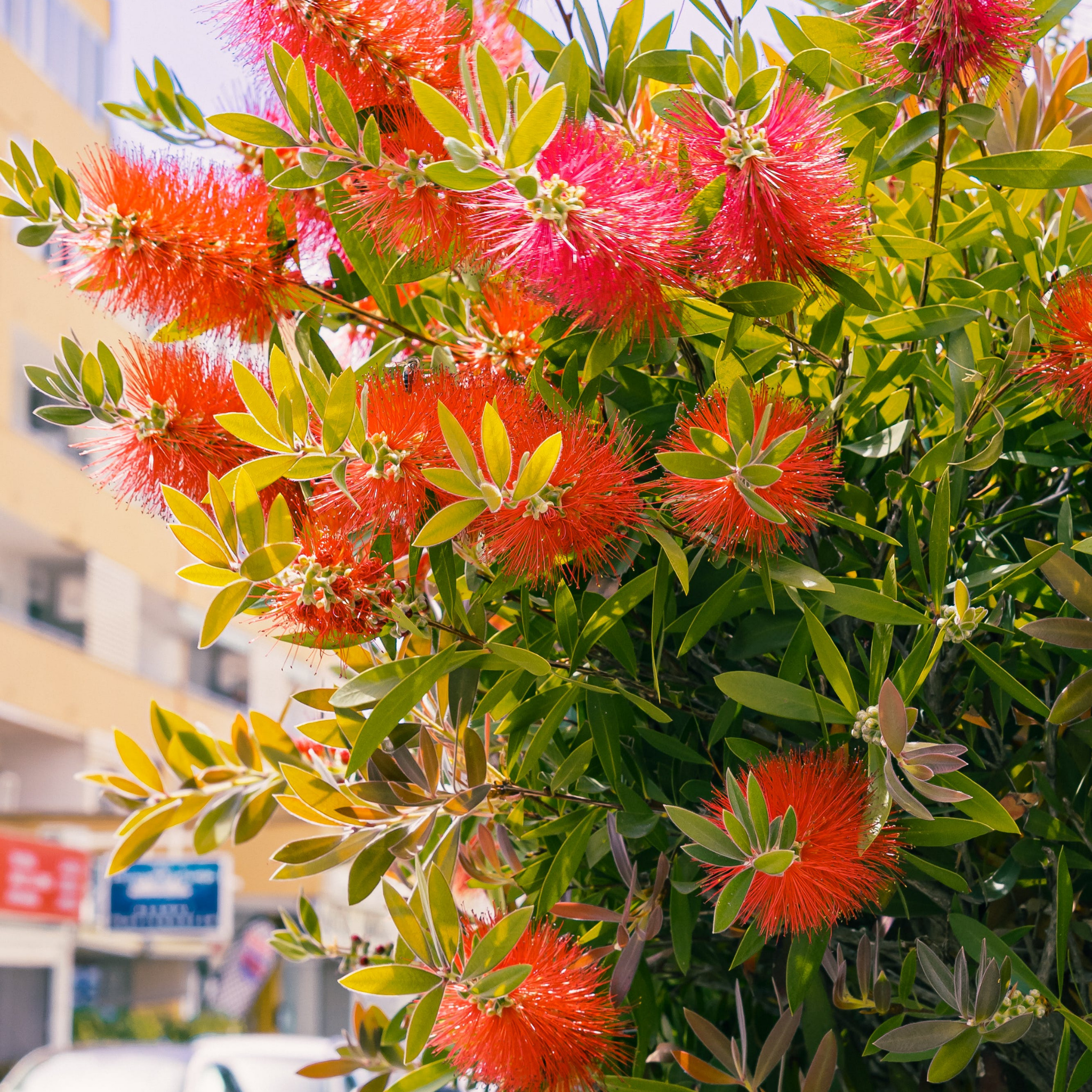 Slim Bottlebrush - Callistemon viminalis 'Slim'
