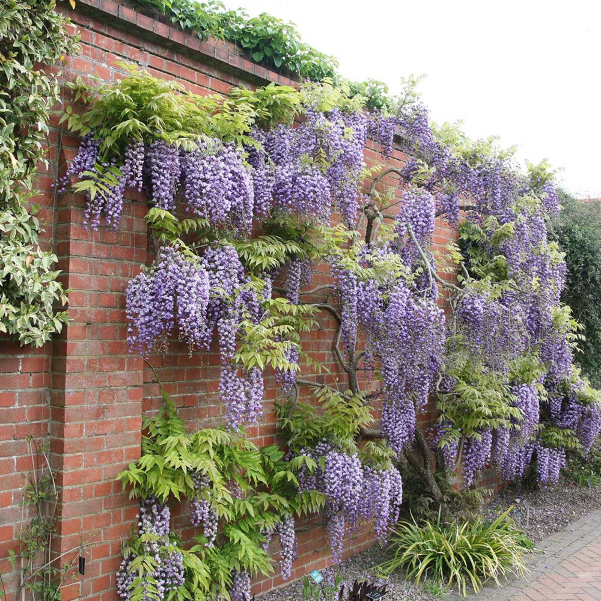 Double Purple Japanese Wisteria - Wisteria floribunda Violacea Plena