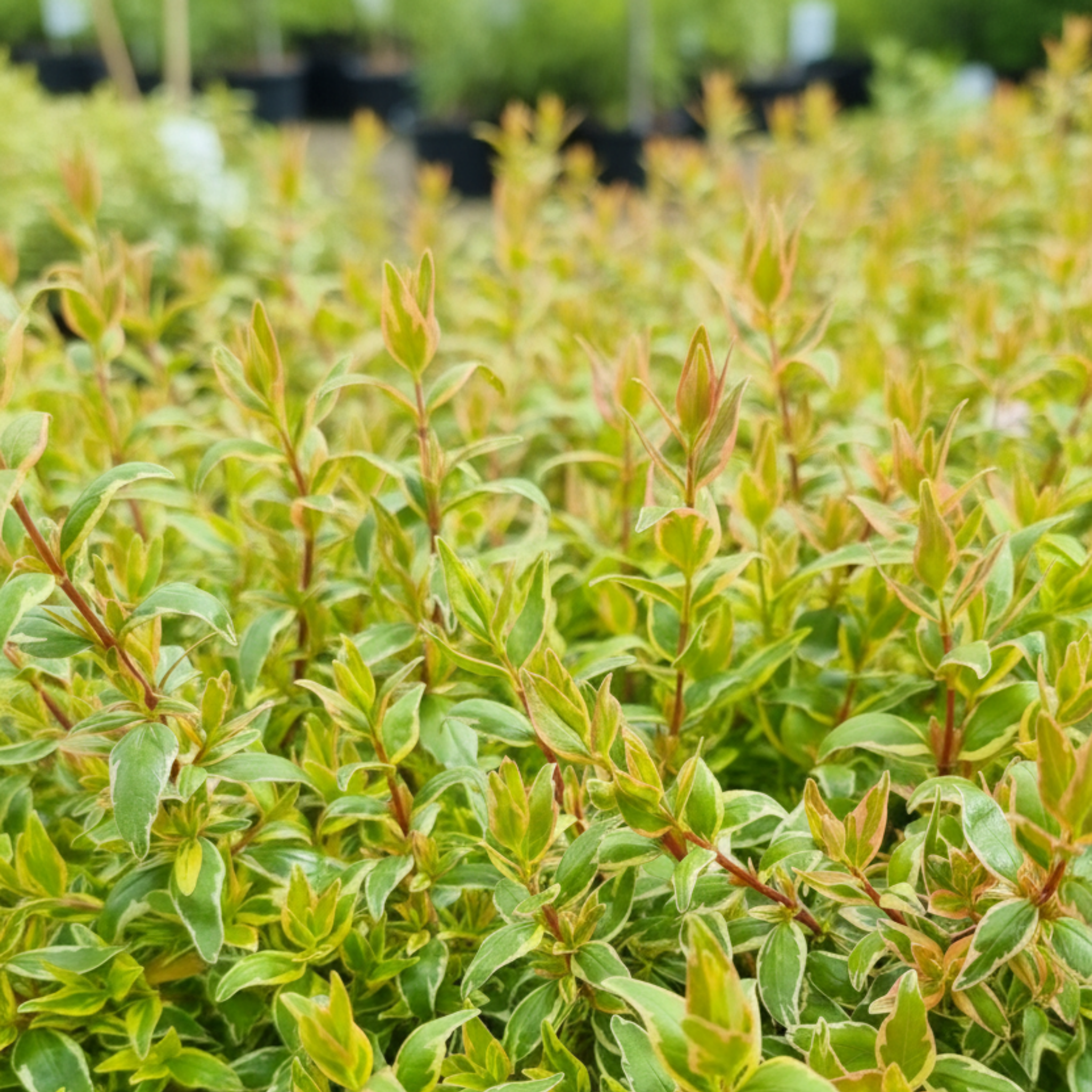 Glossy Abelia Lime Splice - Abelia grandiflora 'Lime Splice'