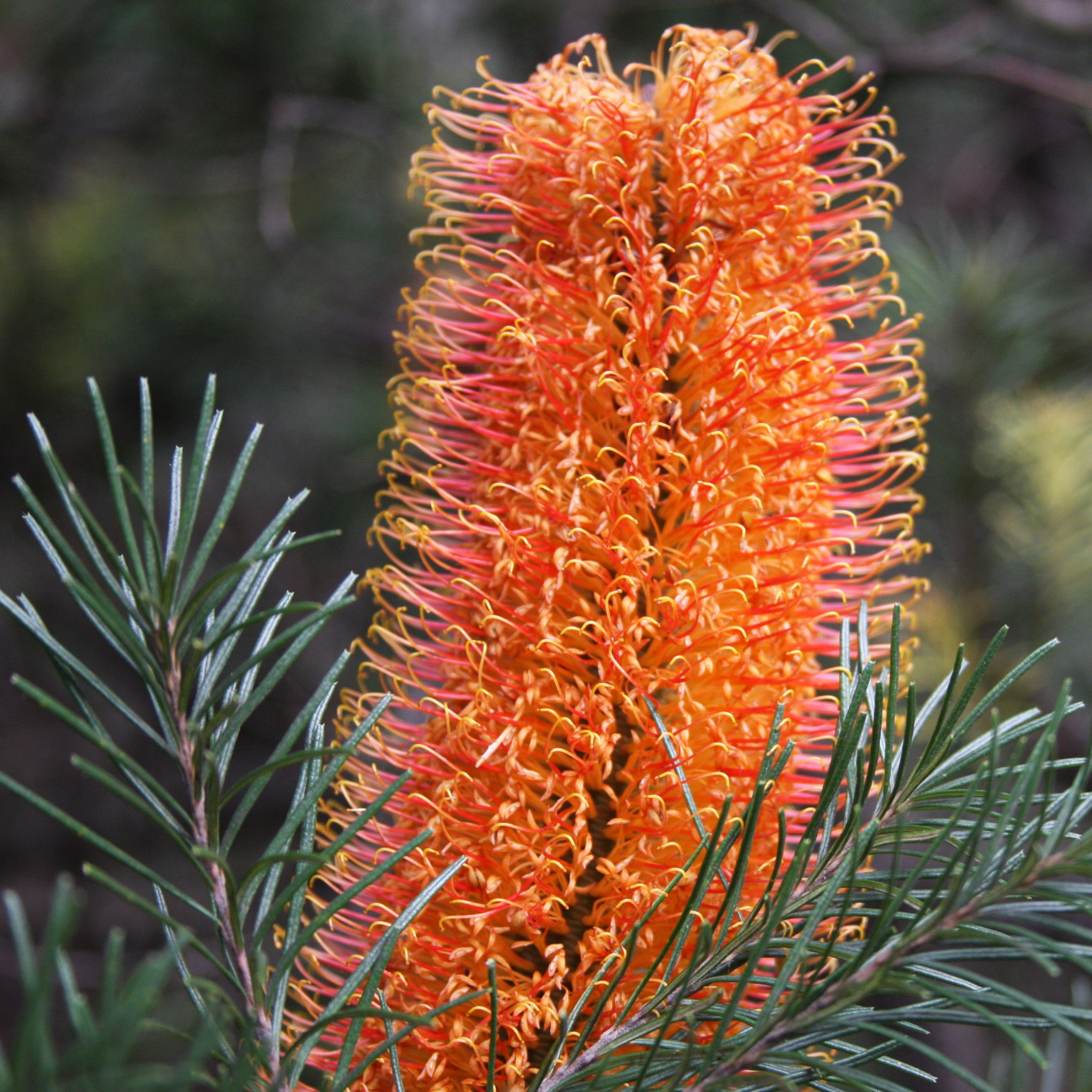 Close-up of an orange flower with green leaves on a blurred natural background