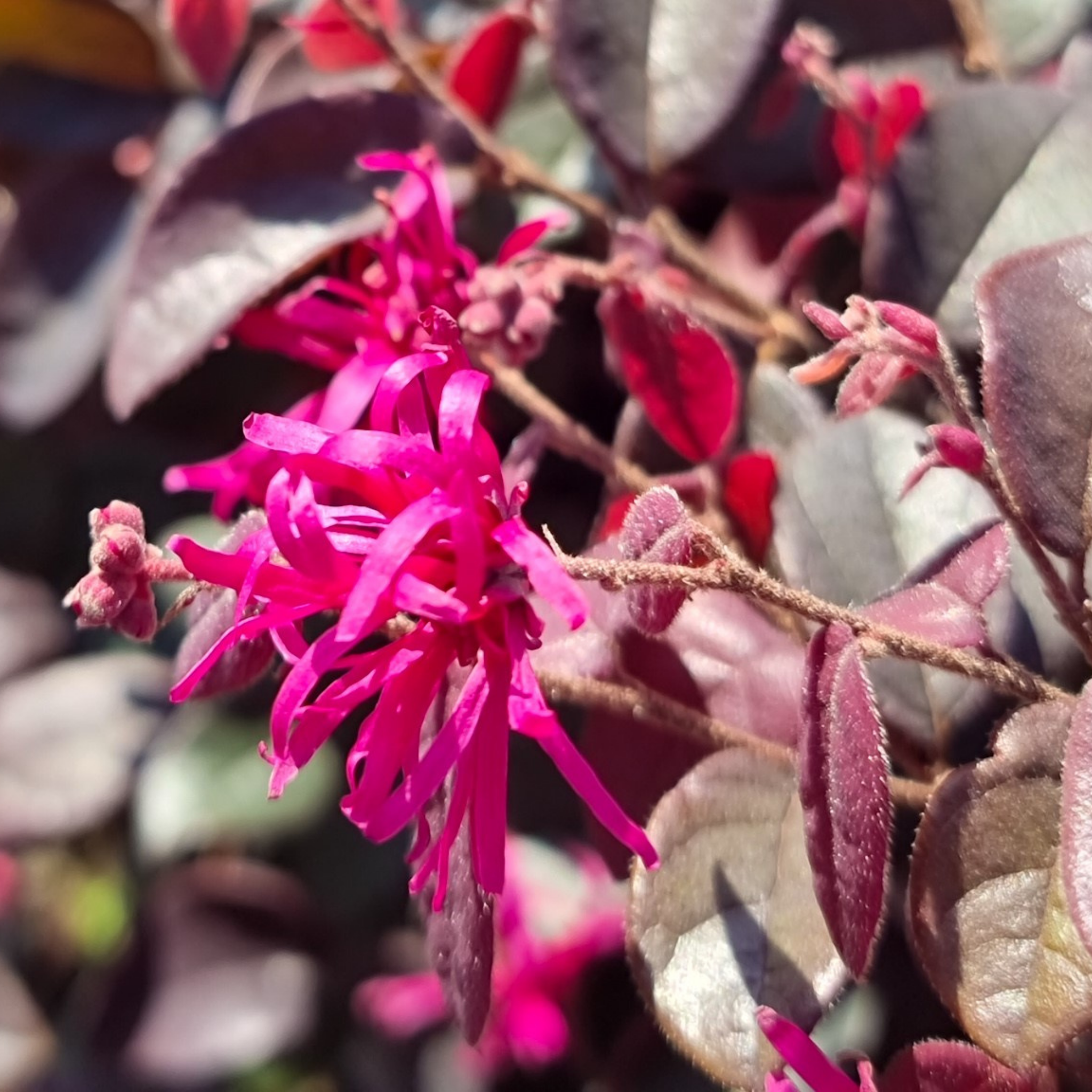 Chinese fringe flower - Loropetalum chinense Plum Gorgeous PBR