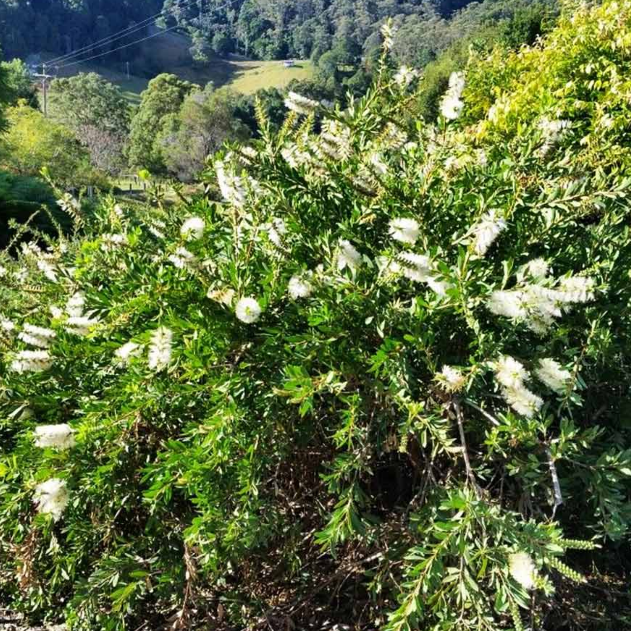 White Bottlebrush - Callistemon citrinus 'White Anzac’