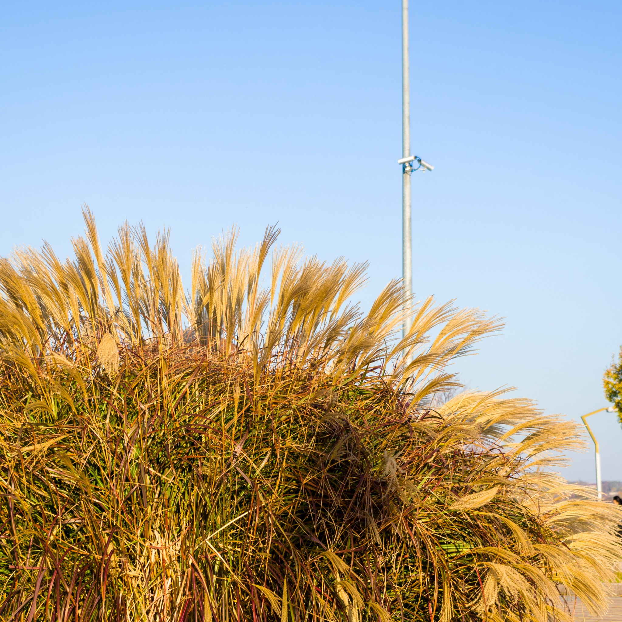 Chinese Silver Grass - Miscanthus sinensis Sarabande
