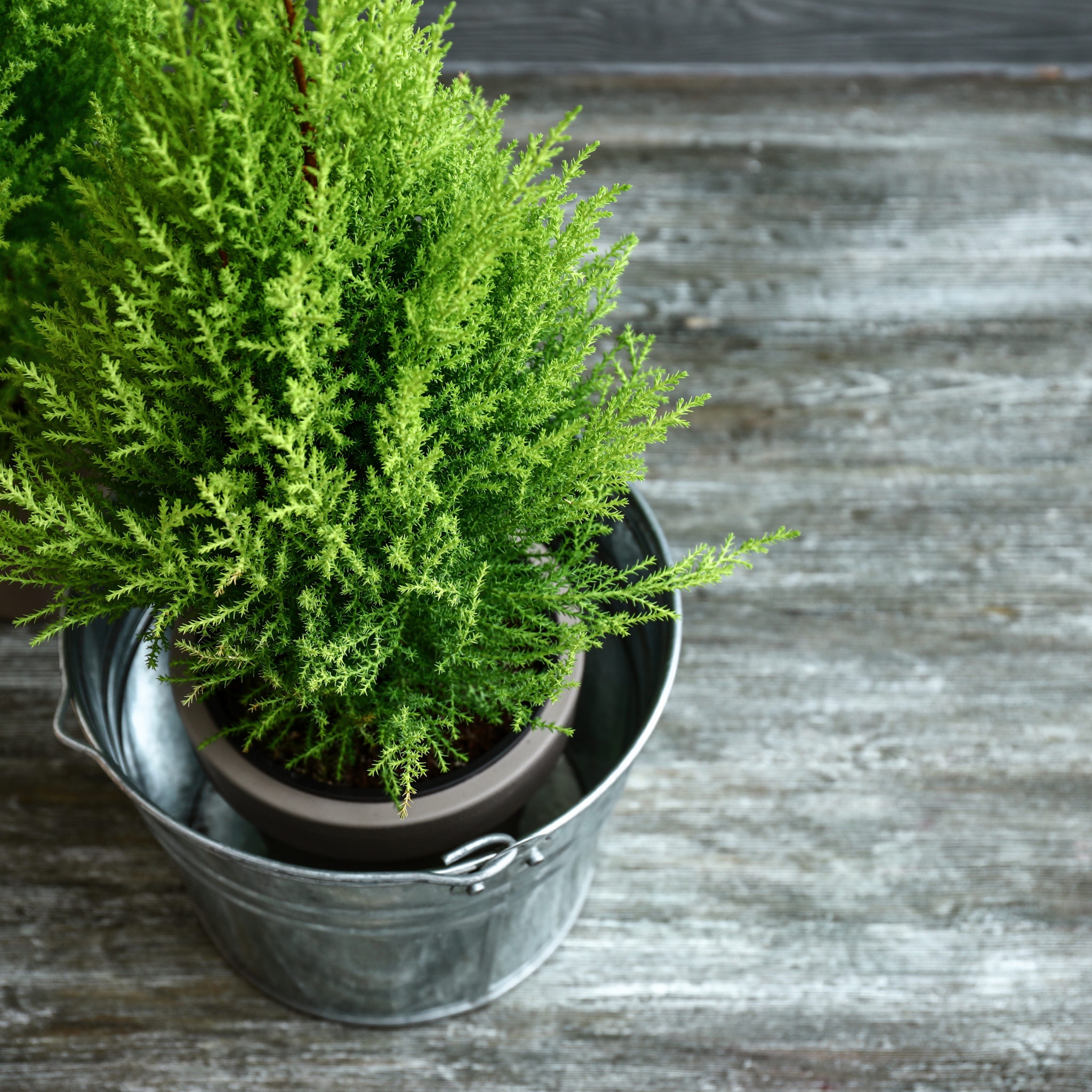 Lemon Cypress - Cupressus macrocarpa 'Lemon Scent'