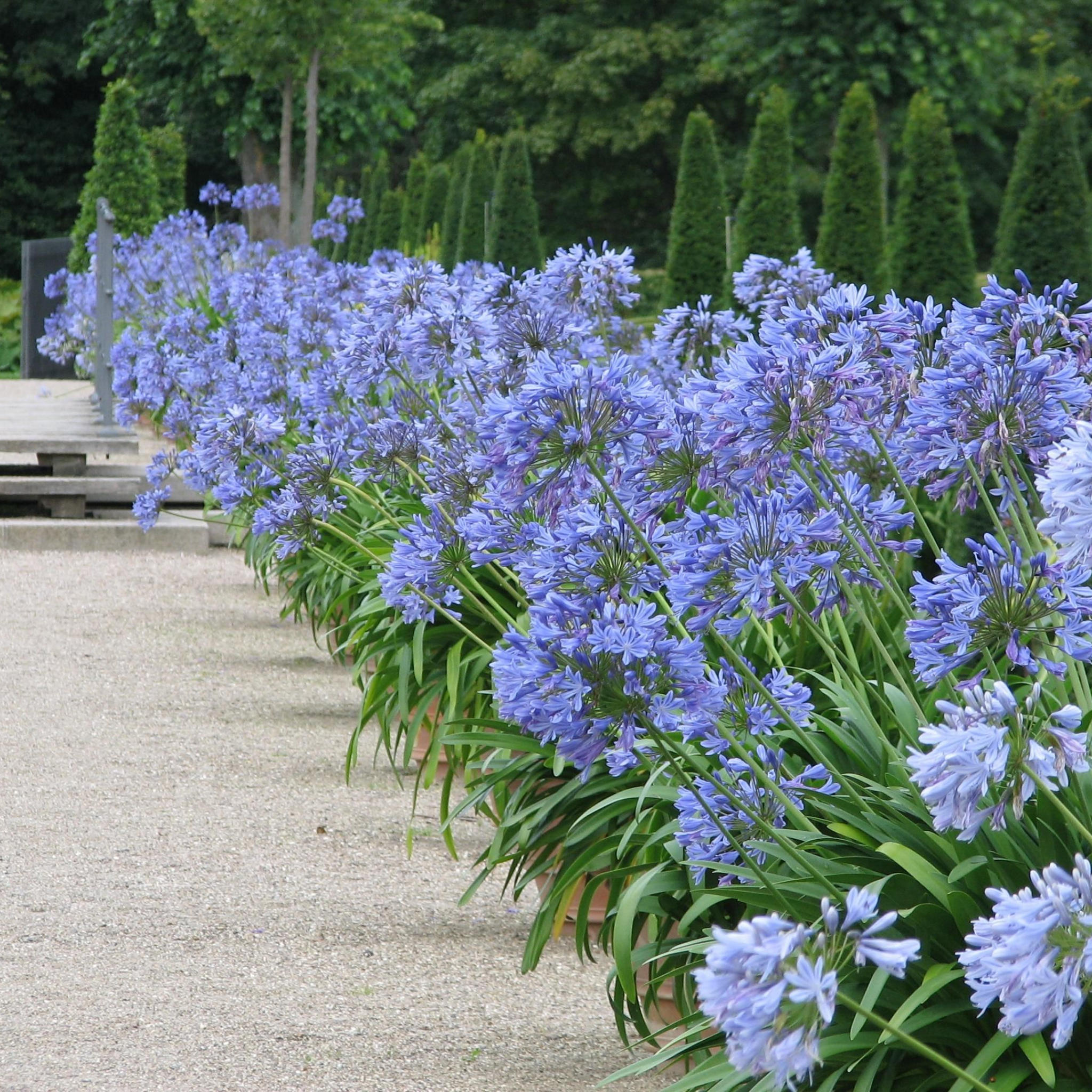 Blue Agapanthus praecox - Lily of the Nile, African Lily