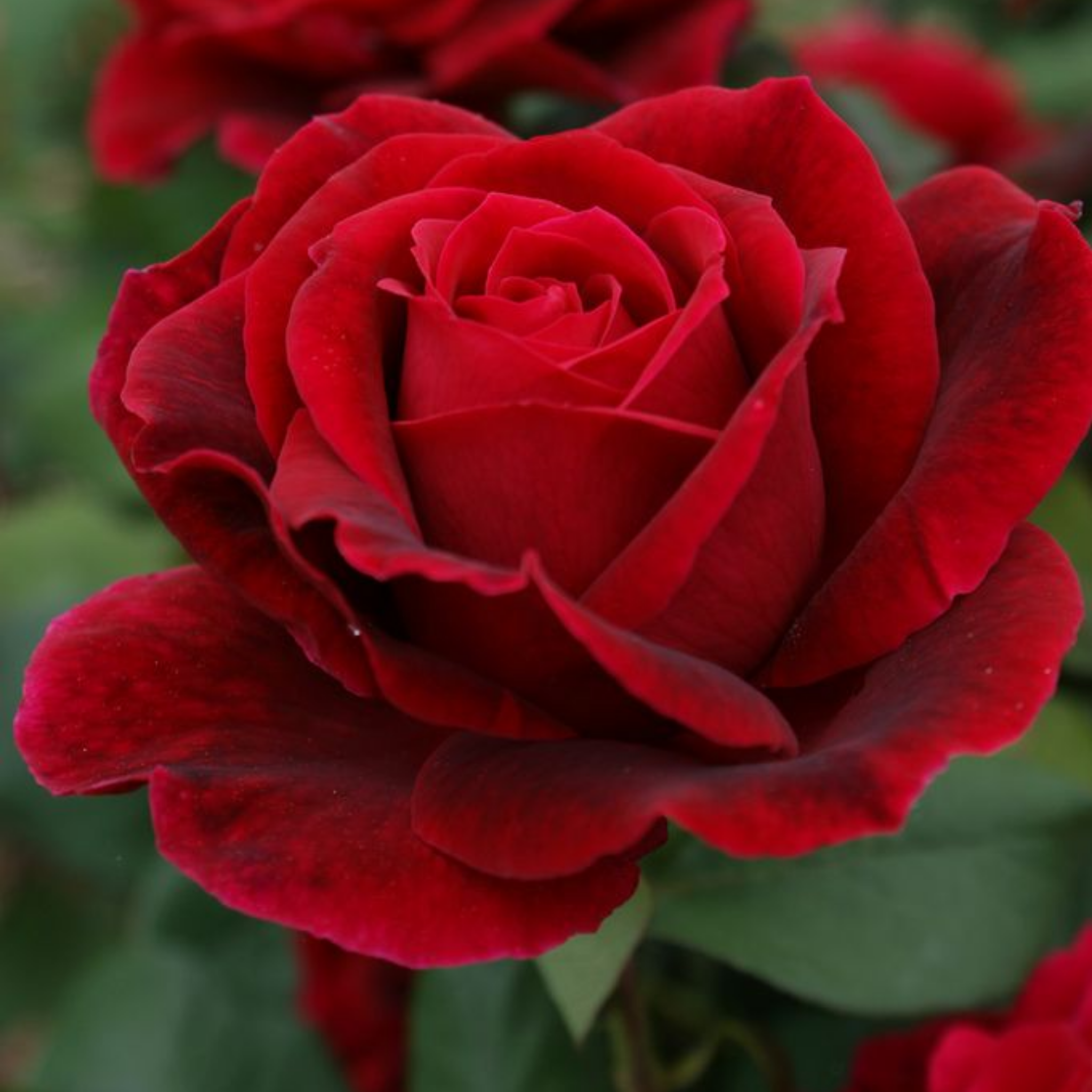 Hybrid Tea Rose - Rosa Mister Lincoln