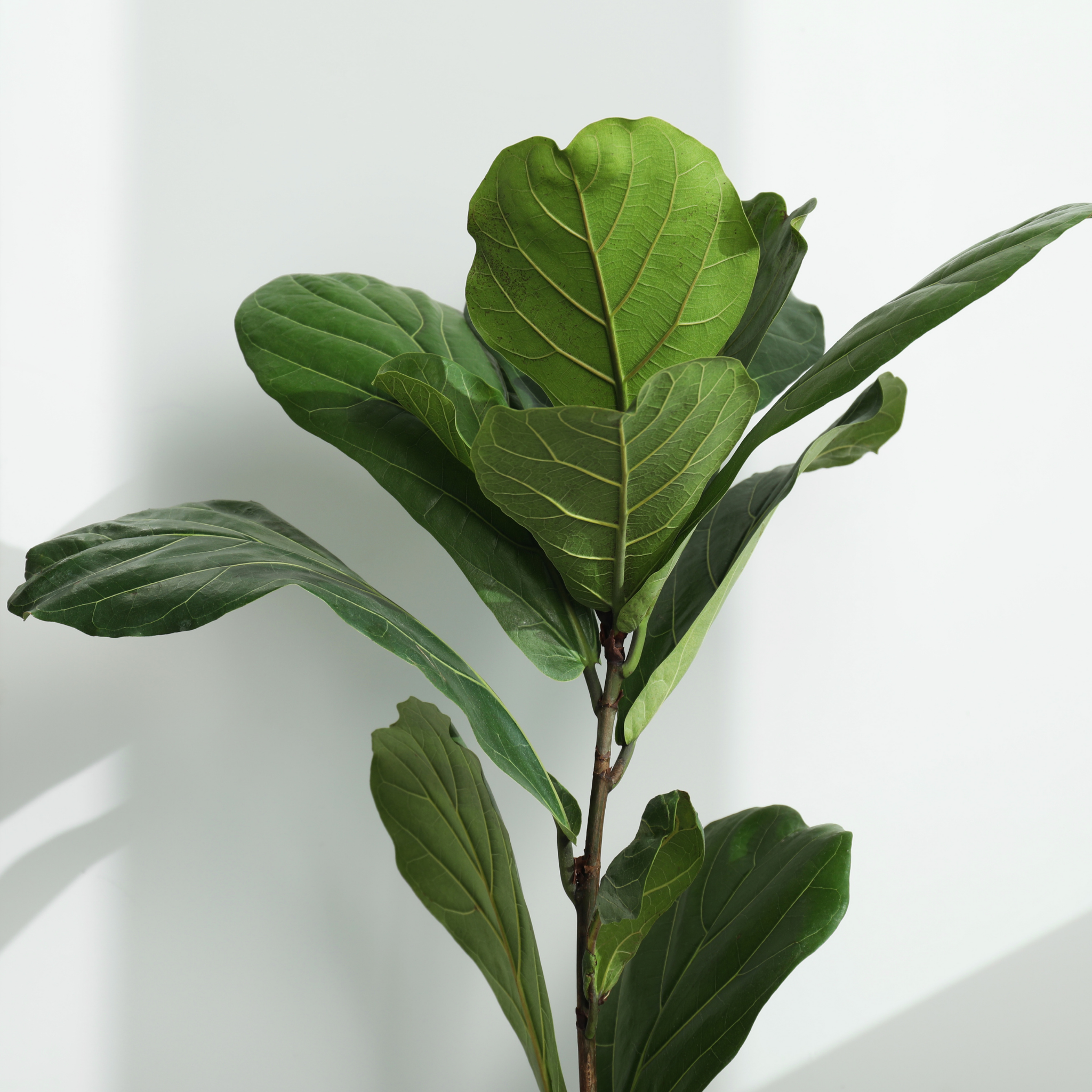 Fiddle Leaf Fig - Ficus lyrata