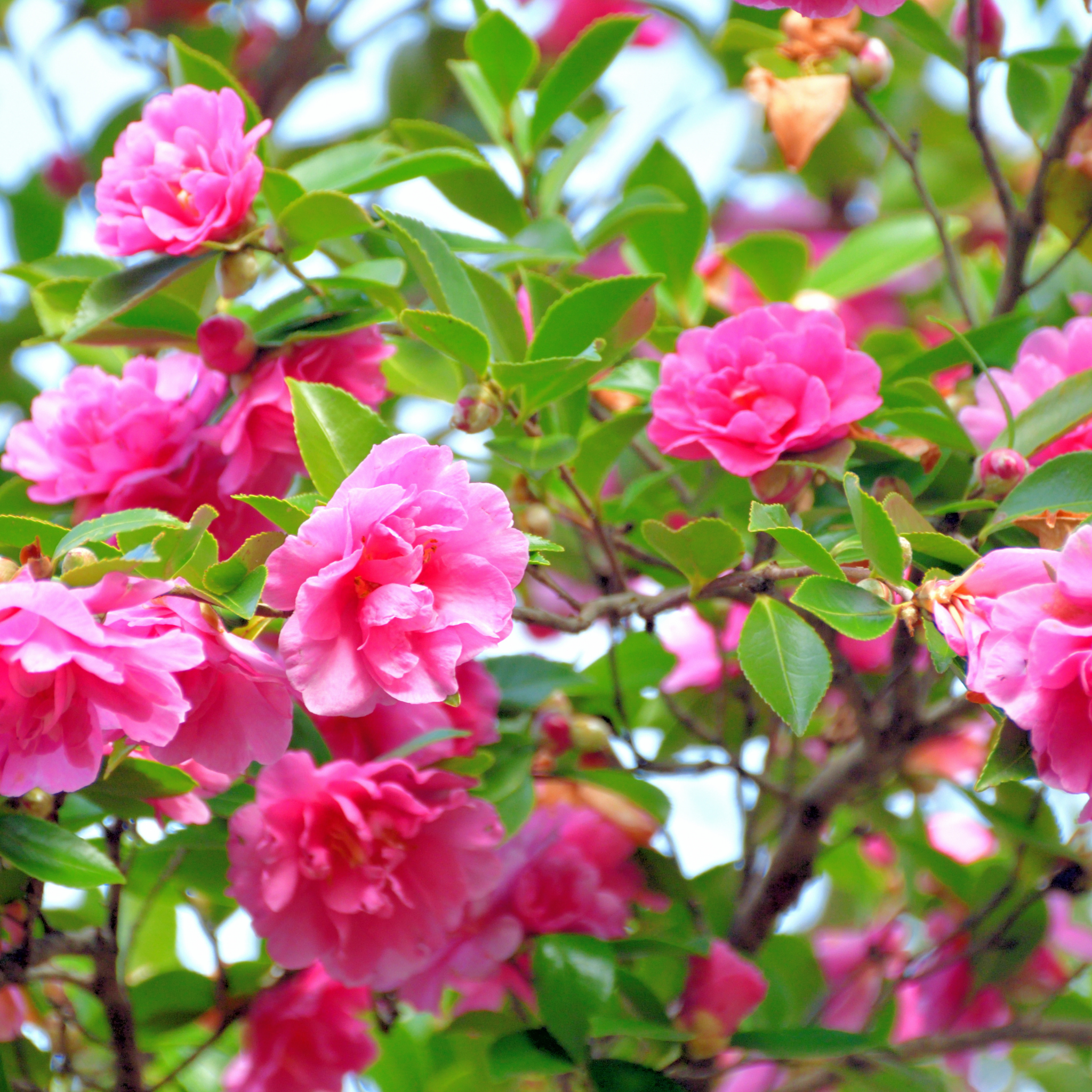 Camellia With Love - Camellia sasanqua 'With Love'