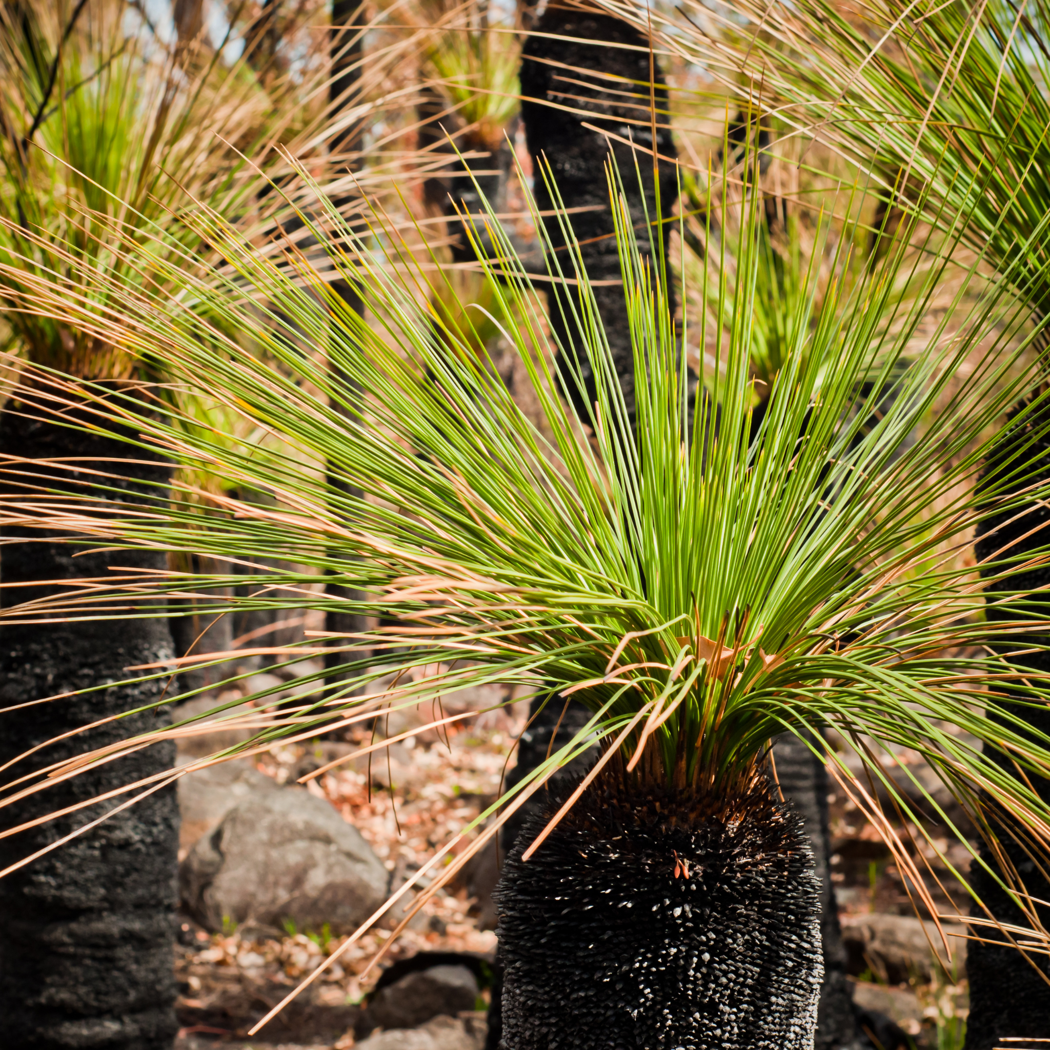 Johnson Grass Tree - Xanthorrhoea johnsonii
