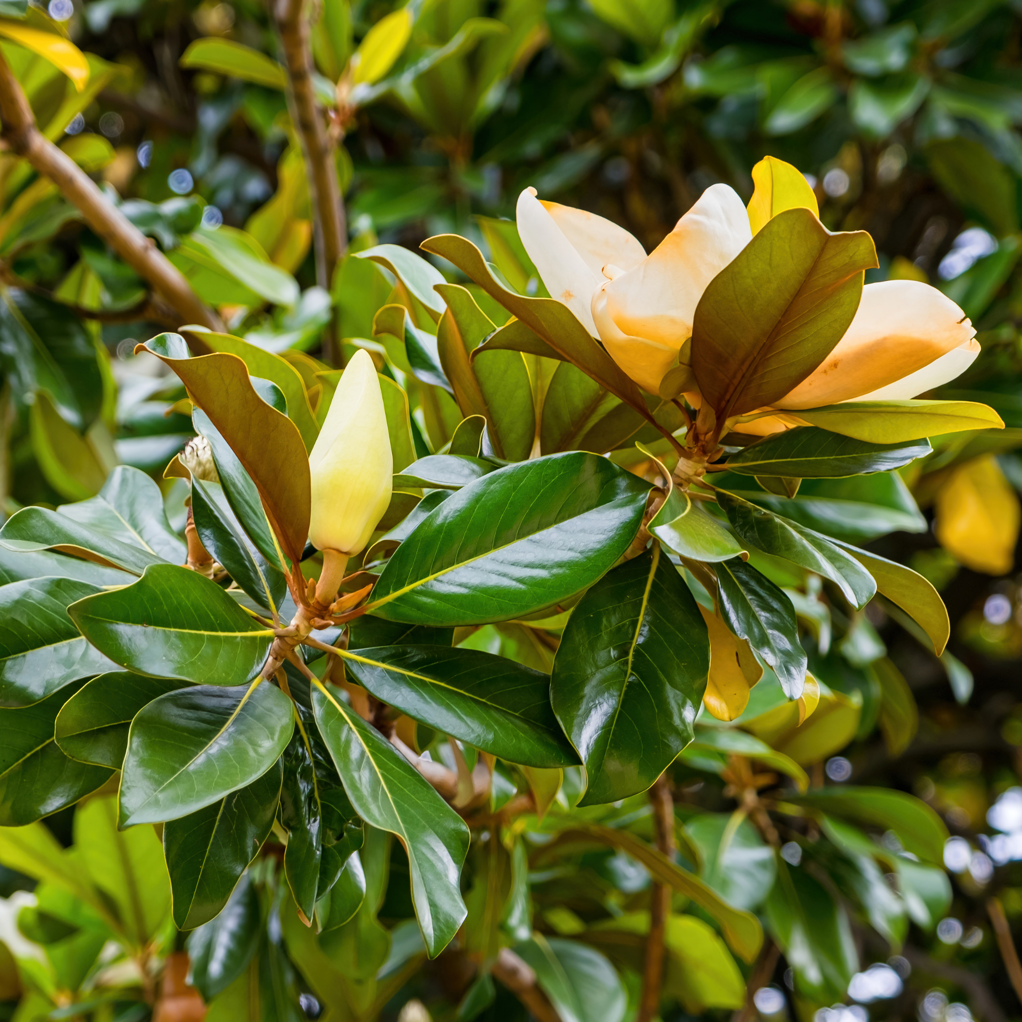 Magnolia Sweet and Neat - Magnolia grandiflora Sweet N Neat
