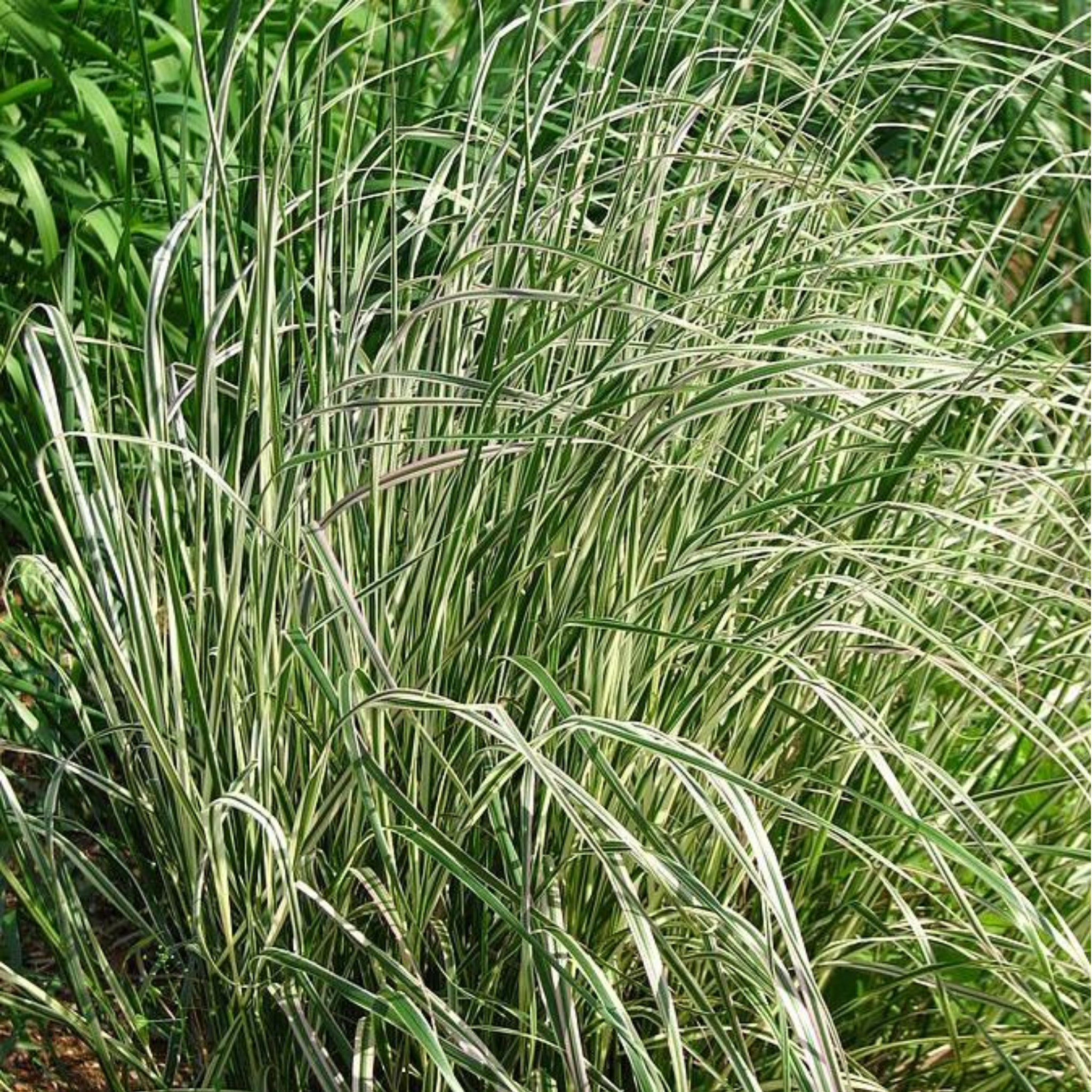 Close-up of a grass plant with green and white stripes