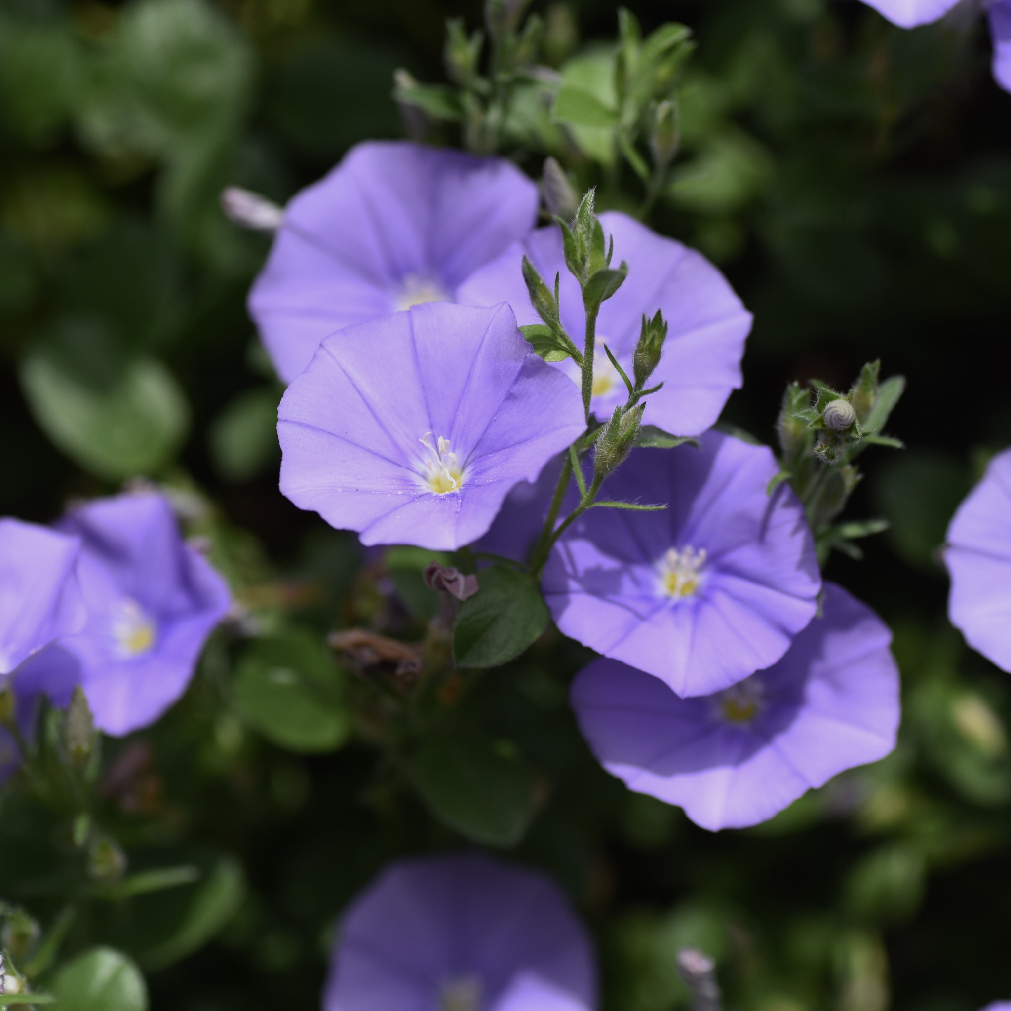 Blue Morning Glory - Convolvulus sabatius