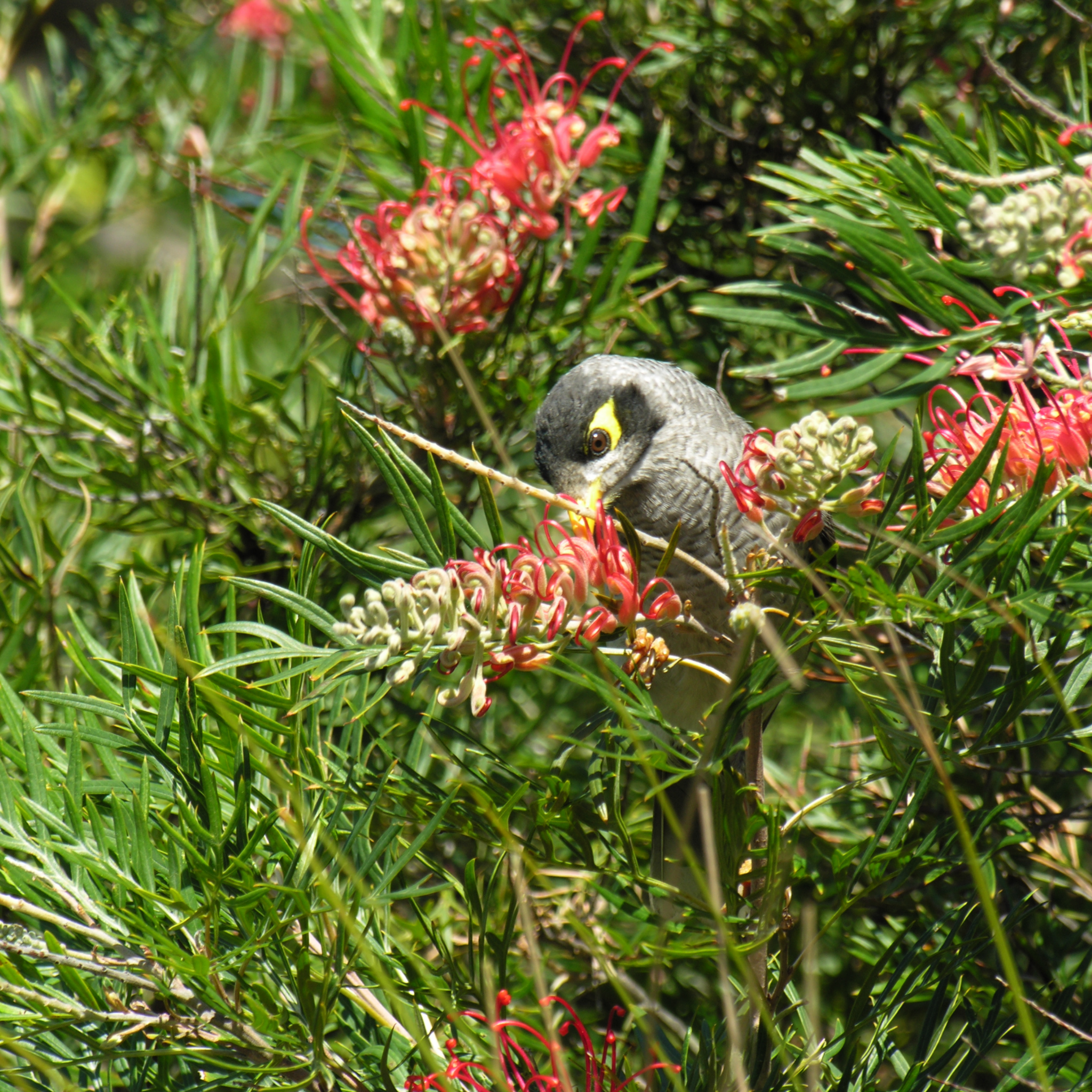 Grevillea 'Ned Kelly' - Grevillea banksii bipinnatifid Ned Kelly