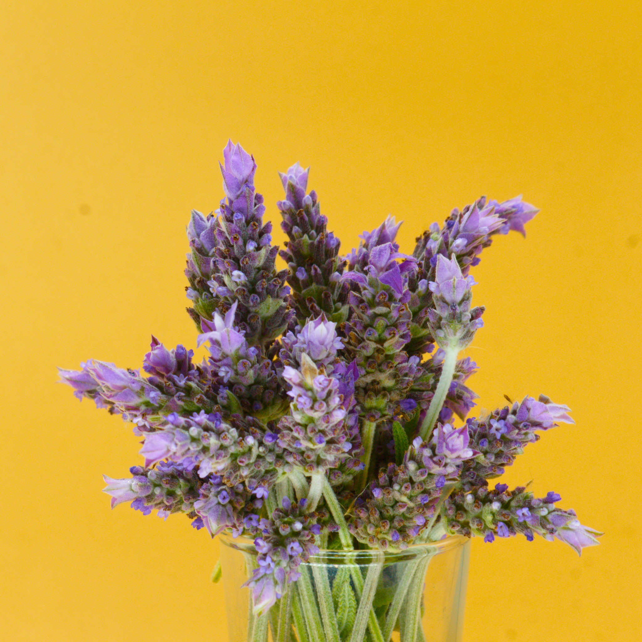 Dwarf French Lavender - Lavandula dentata La Diva Imperial