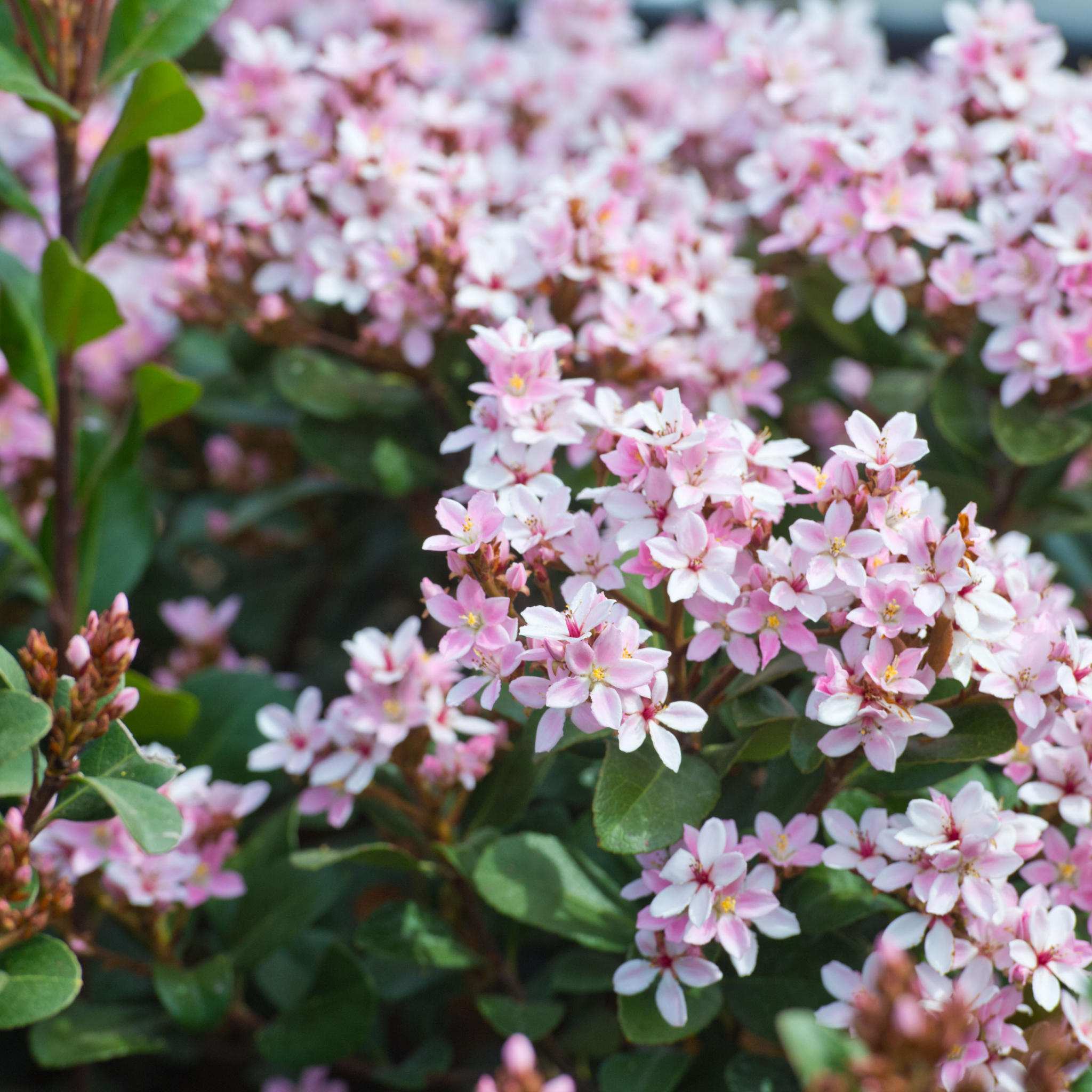 Indian hawthorn - Rhaphiolepis indica
