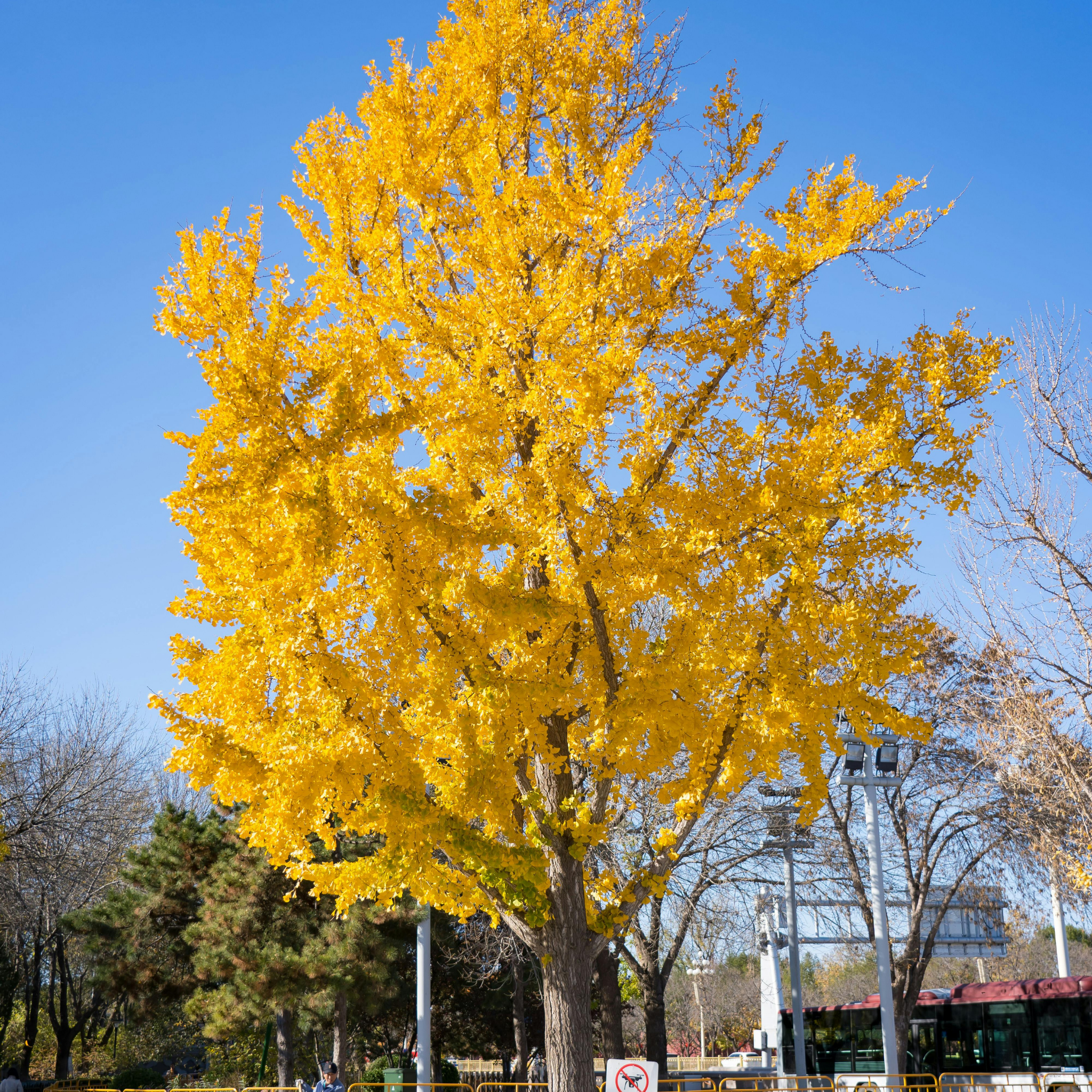 Ginkgo biloba - Maidenhair Tree Conifer