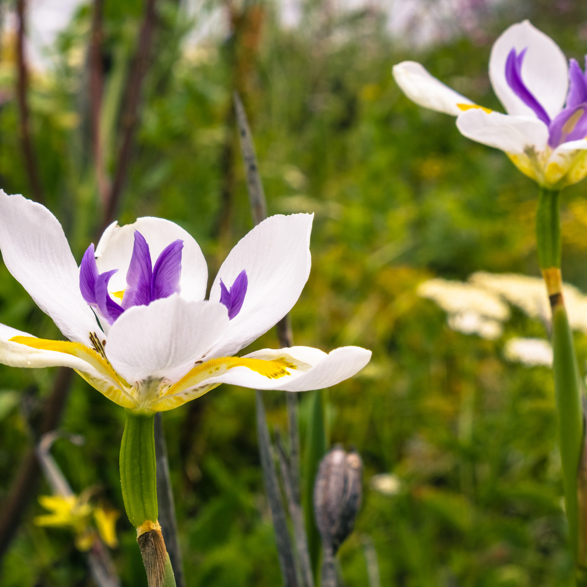 African Iris - Dietes iridioides