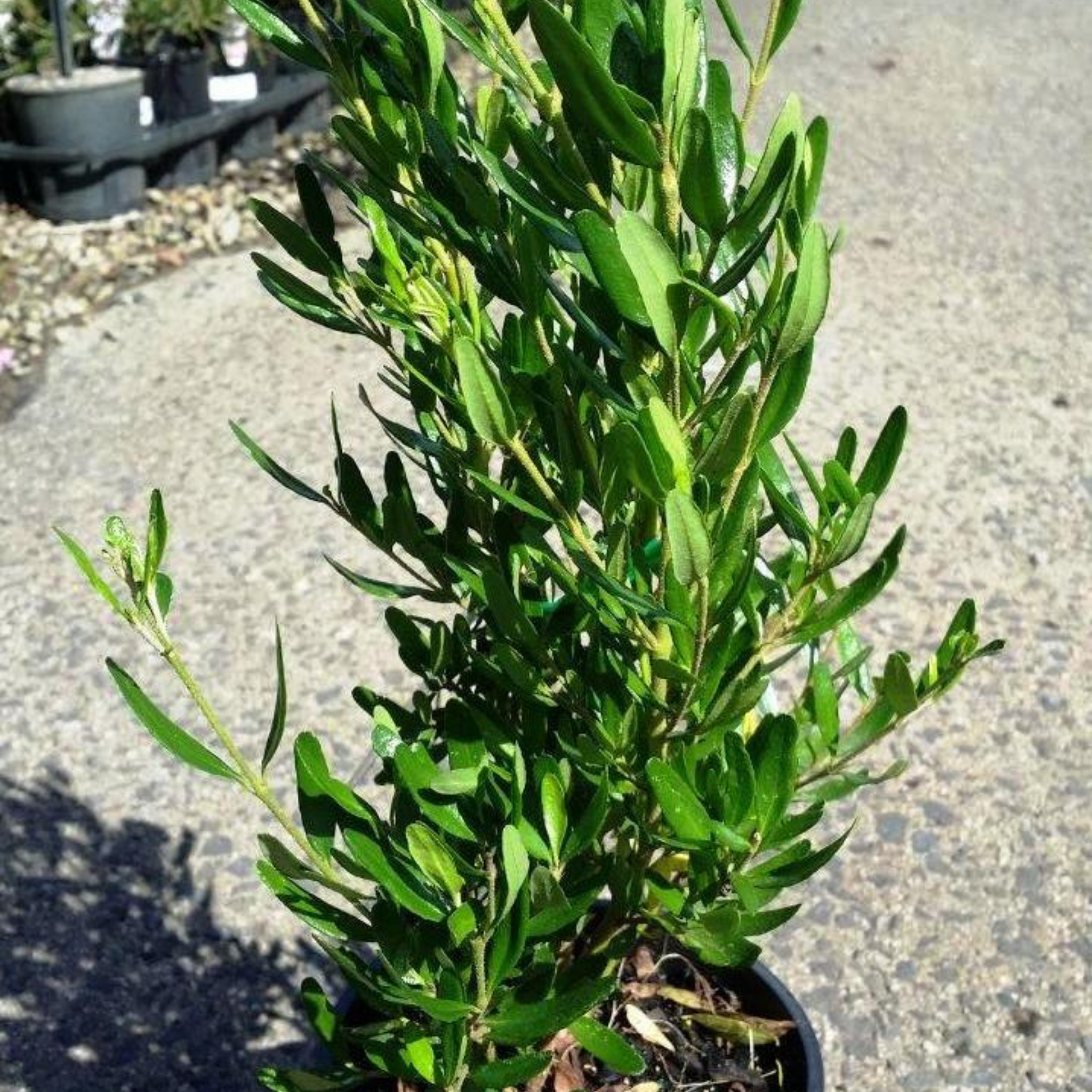 Rock Correa - Correa glabra