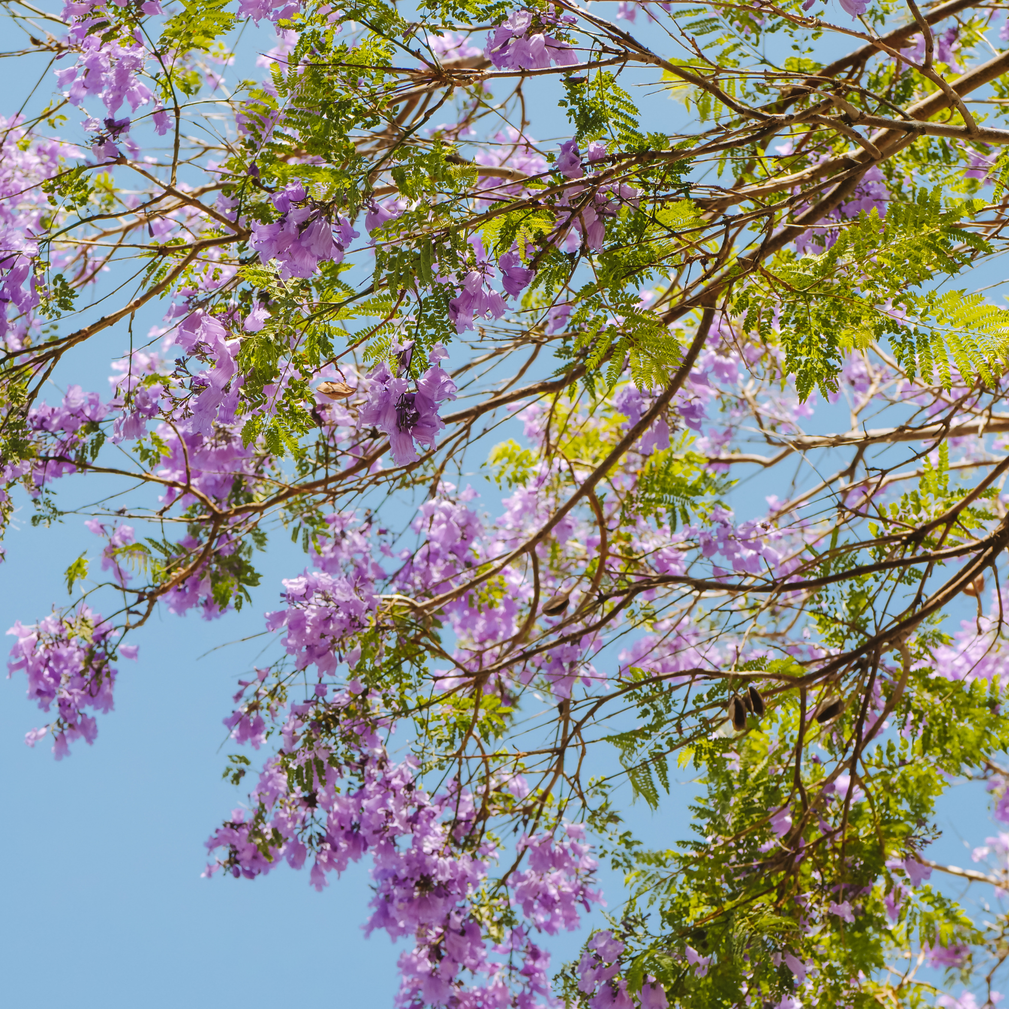 Blue Jacaranda - Jacaranda mimosifolia