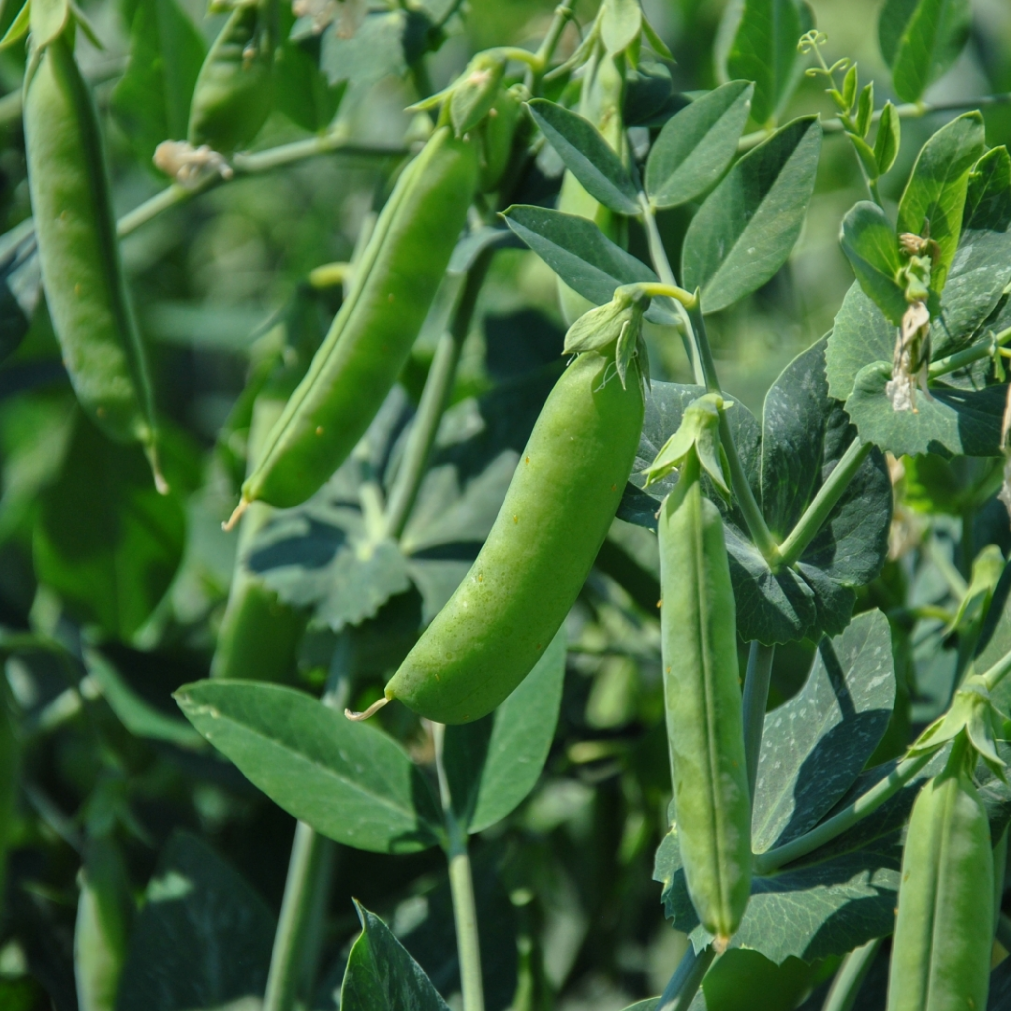 Garden Pea - Pisum sativum Common Green Pea