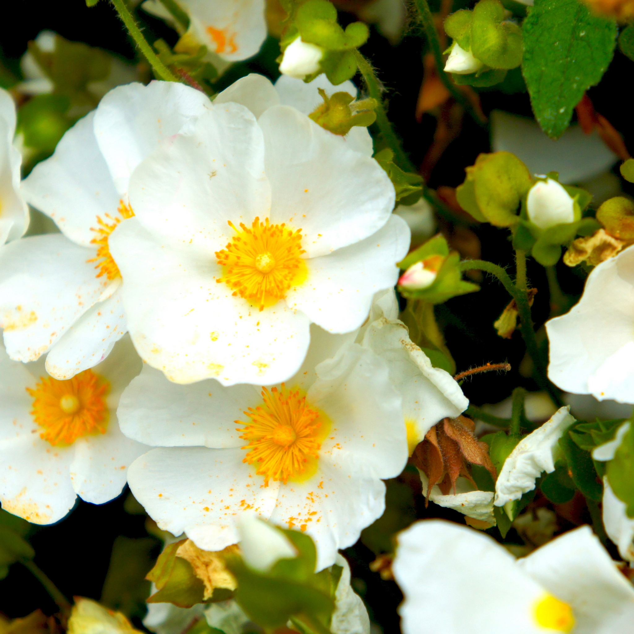 Sage Leaved Rockrose - Cistus salviifolius