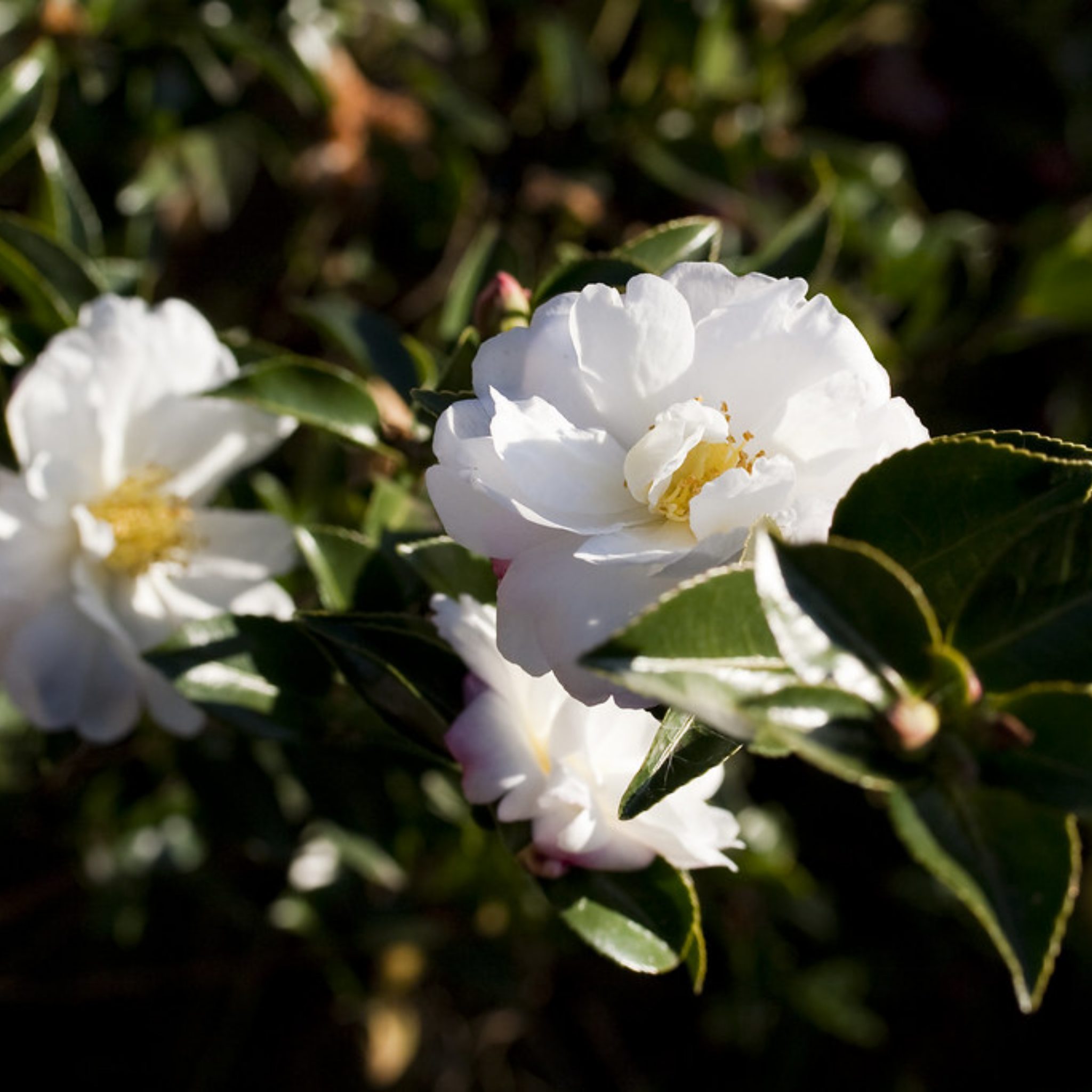 Camellia Asakura - Camellia sasanqua 'Asakura'