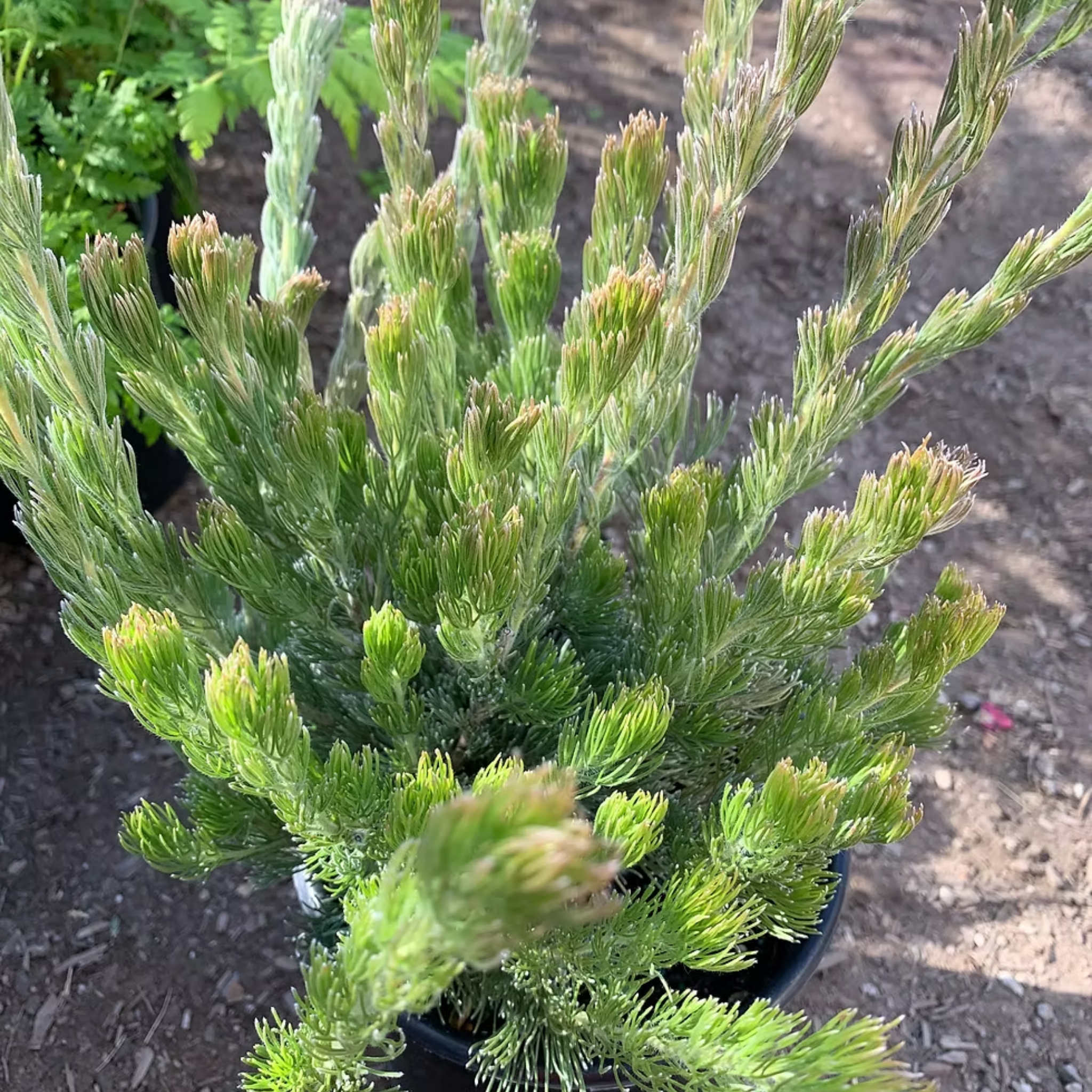 Potted coniferous plant with green needles on a blurred outdoor background