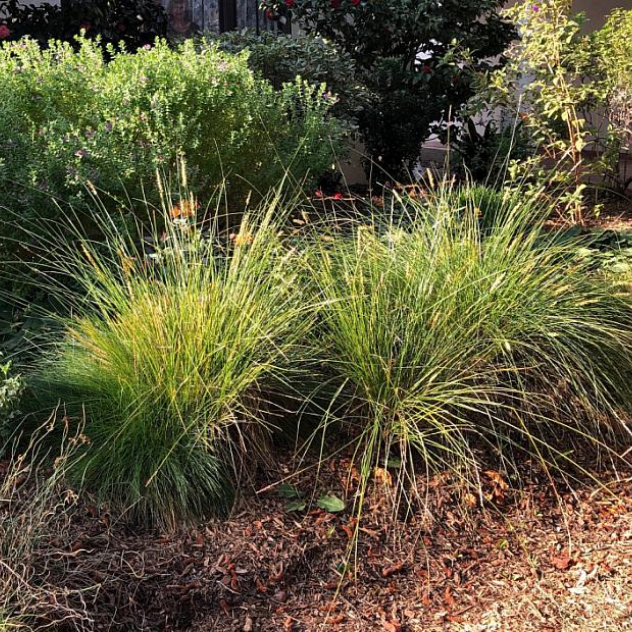 Garden scene with ornamental grasses and shrubs