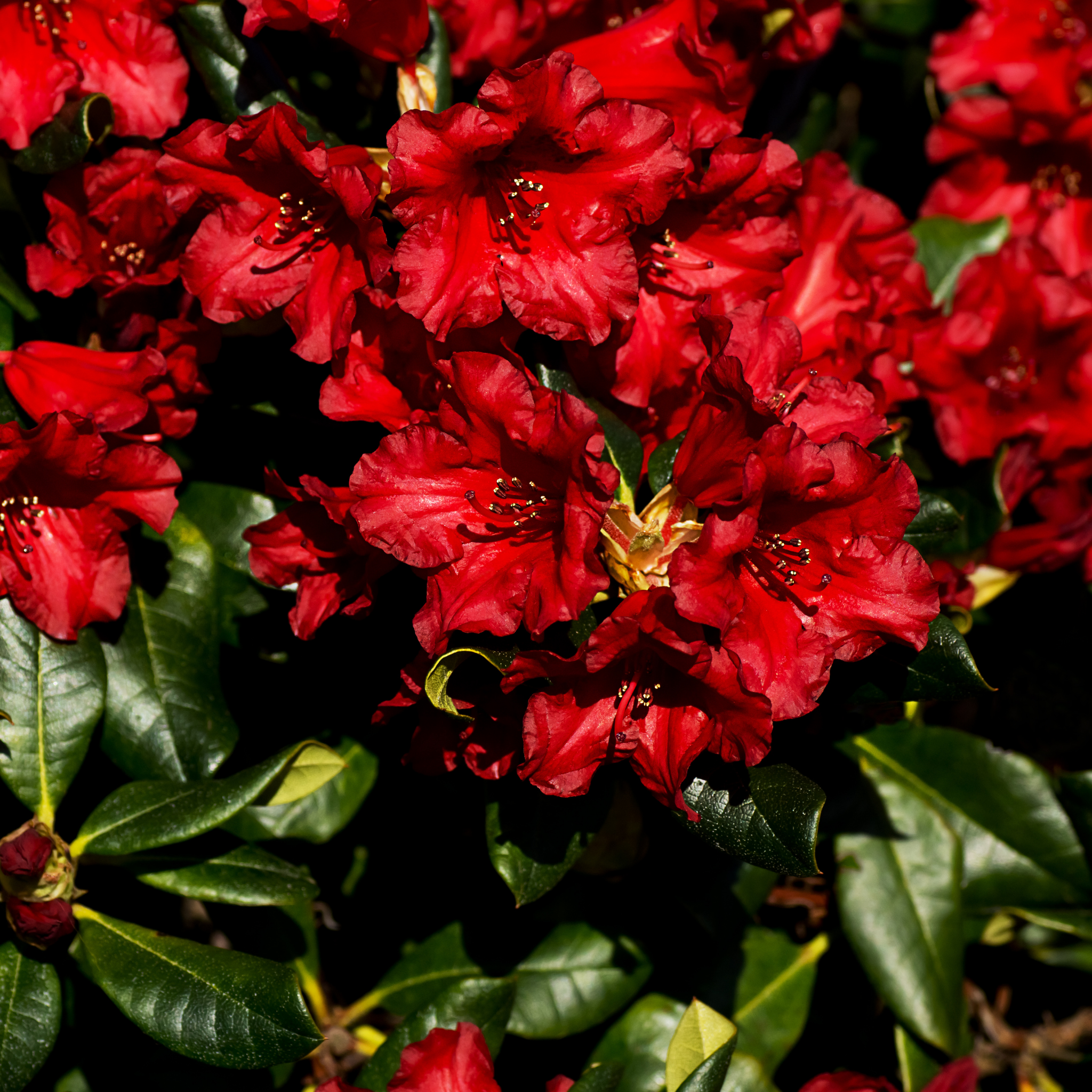Close-up of vibrant red flowers with green leaves