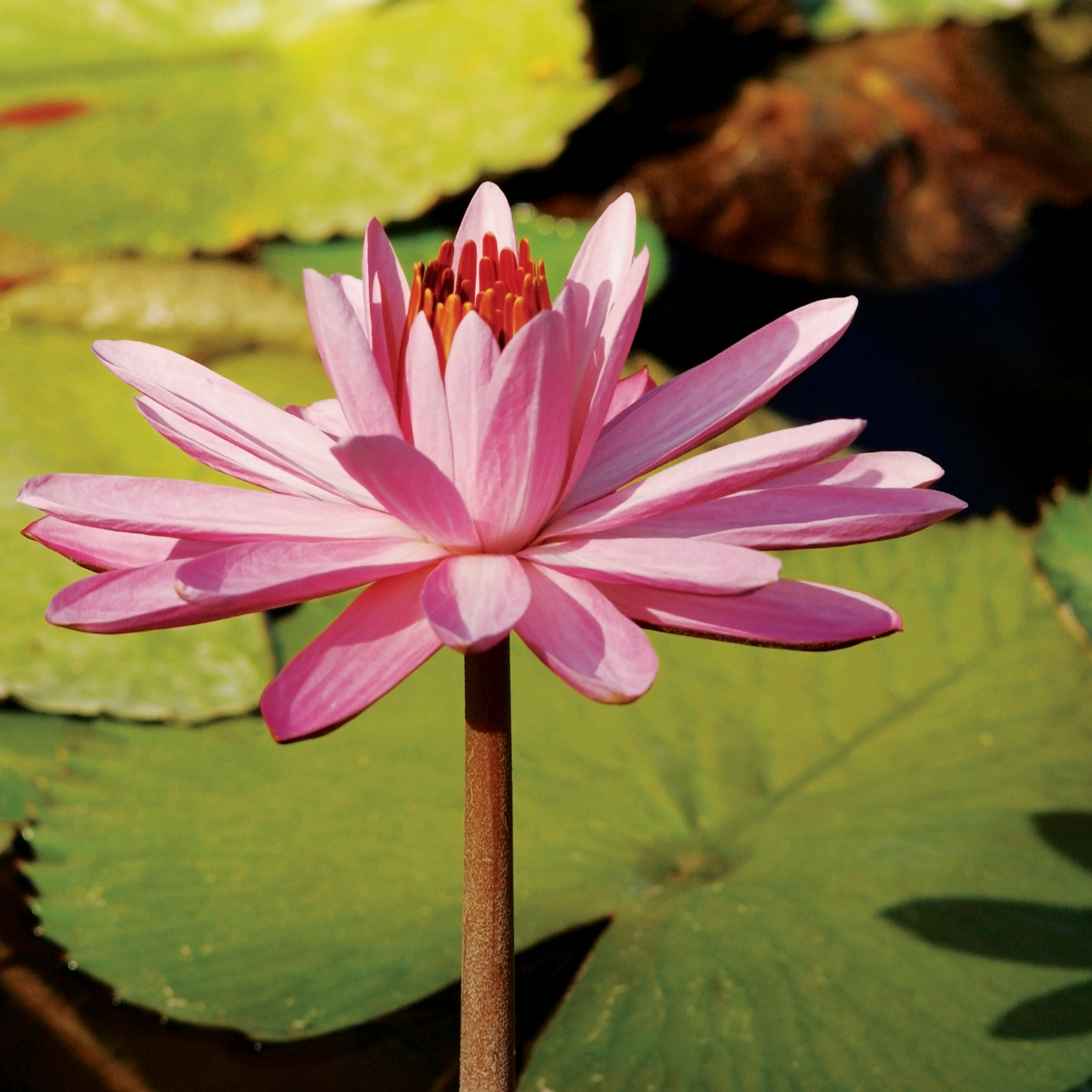 Pink Water Lily - Nymphaea hybrida Pink
