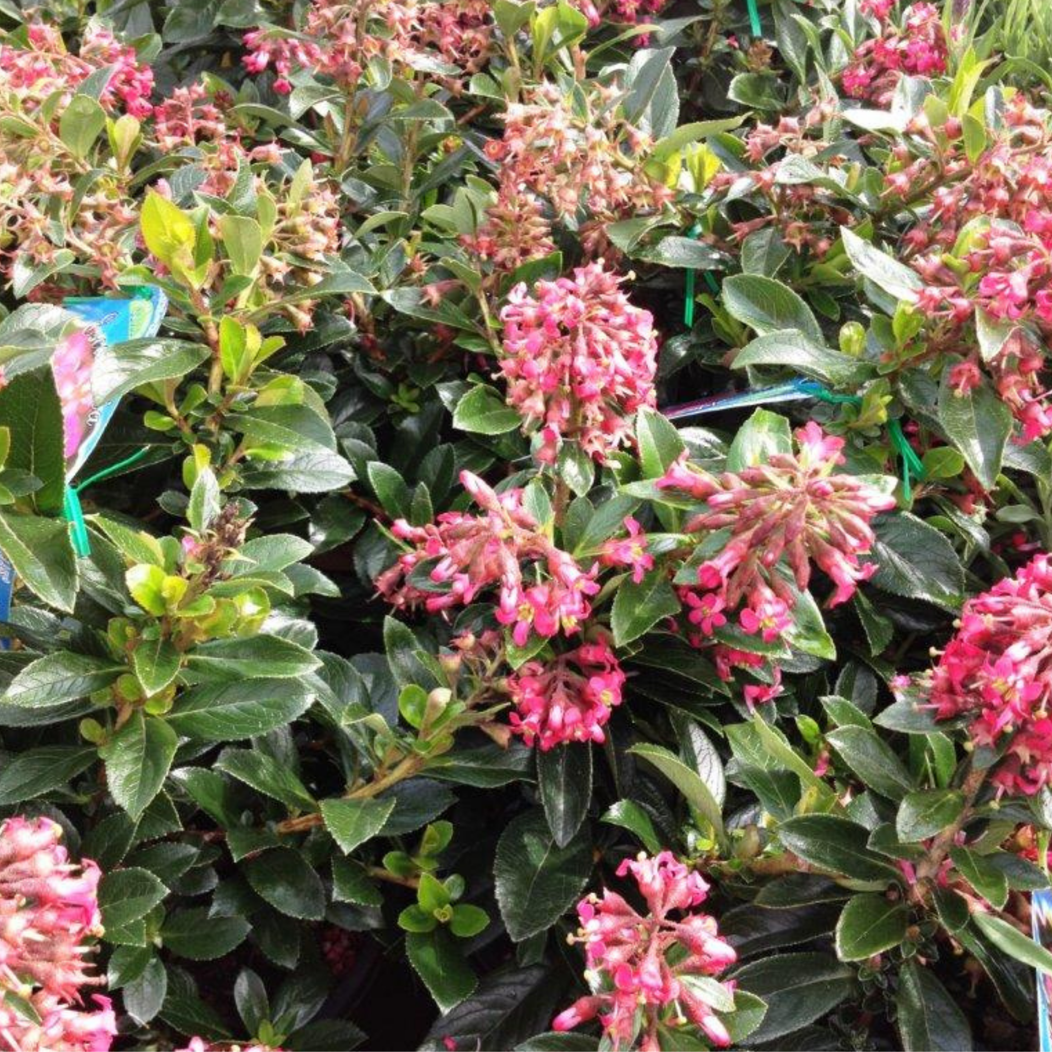 Escallonia Red Knight - Escallonia langleyensis Red Knight