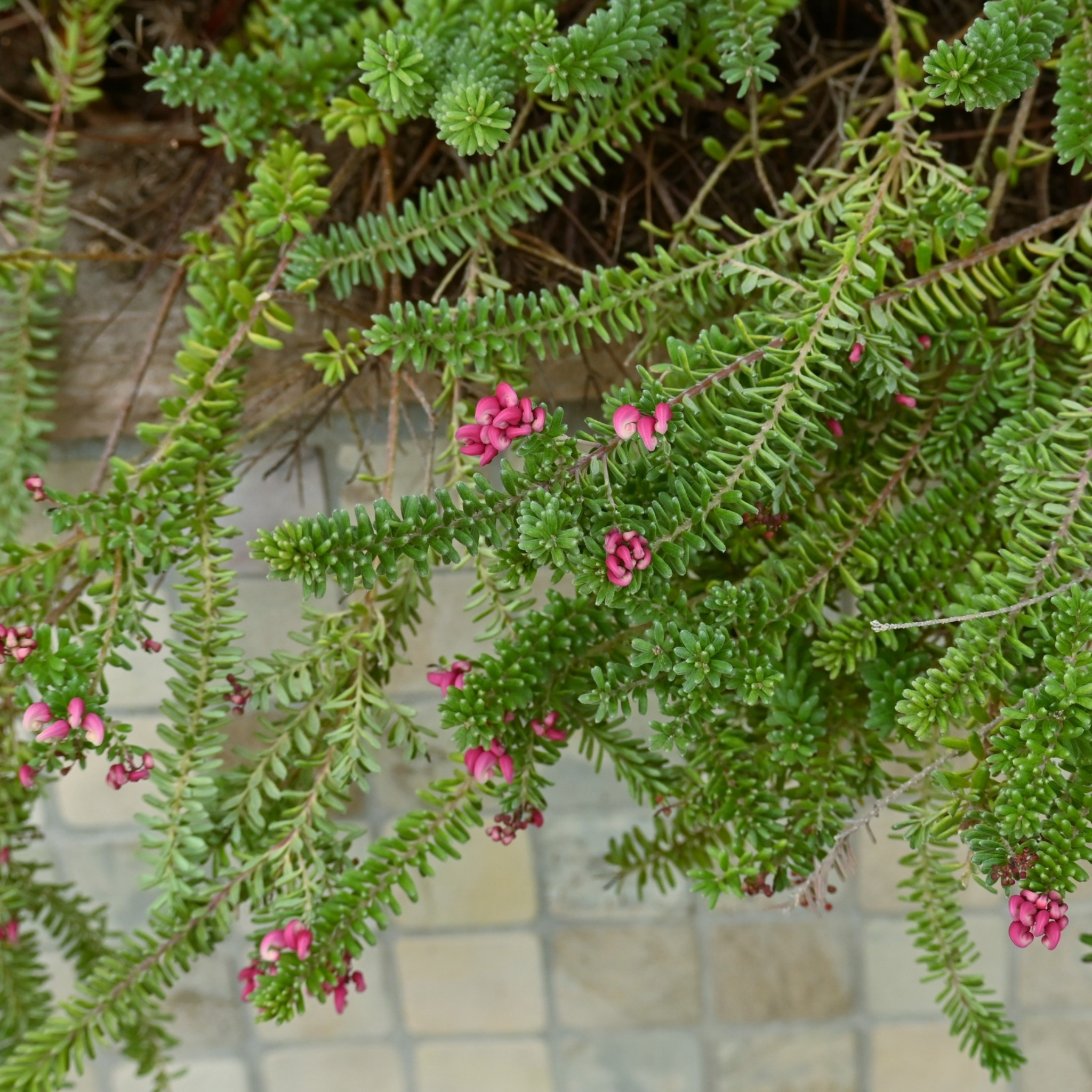 Tuckers Dwarf Spider Flower - Grevillea hybrida Tuckers Dwarf