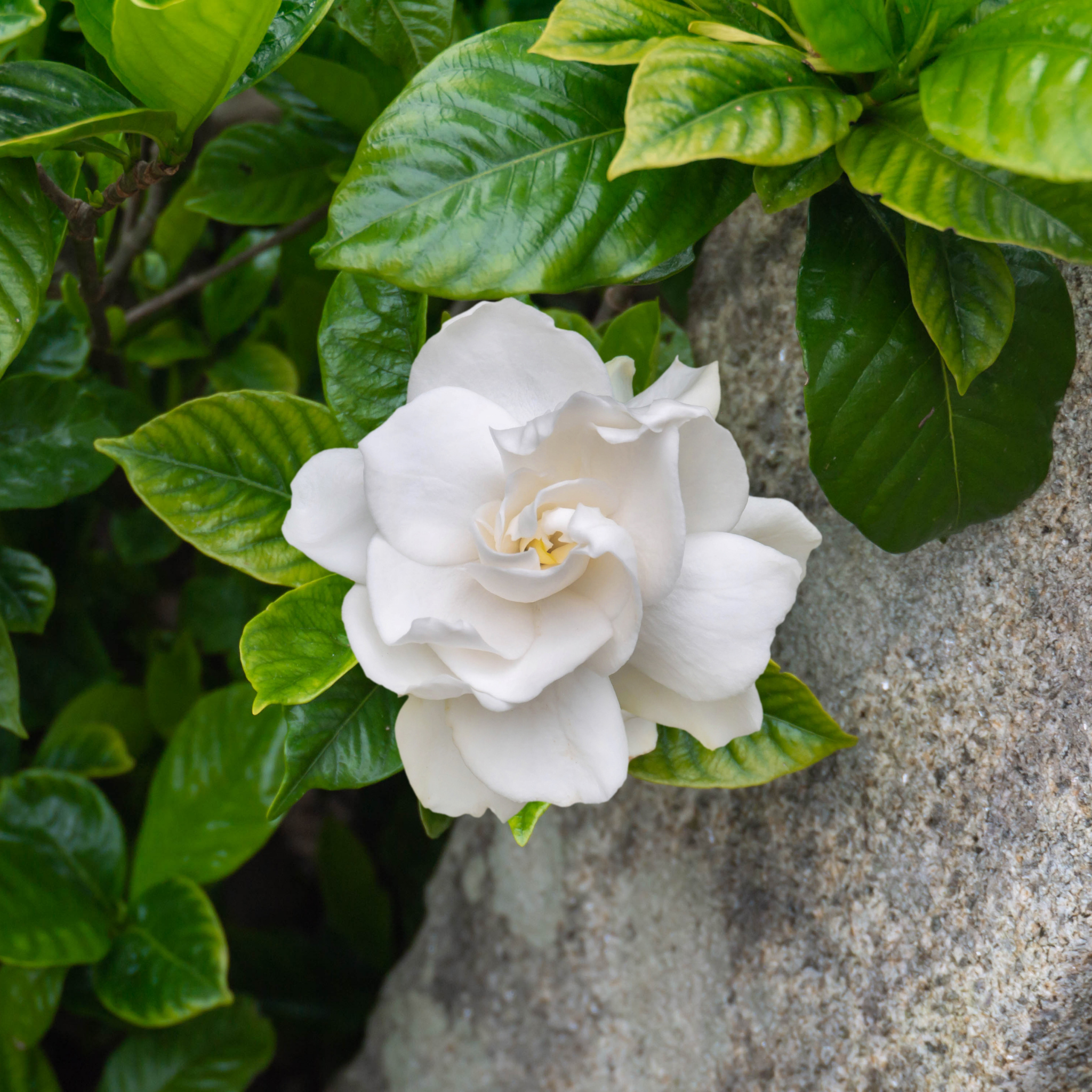 Fragrant Gardenia augusta Professor Pucci - Gardenia augusta Professor Pucci