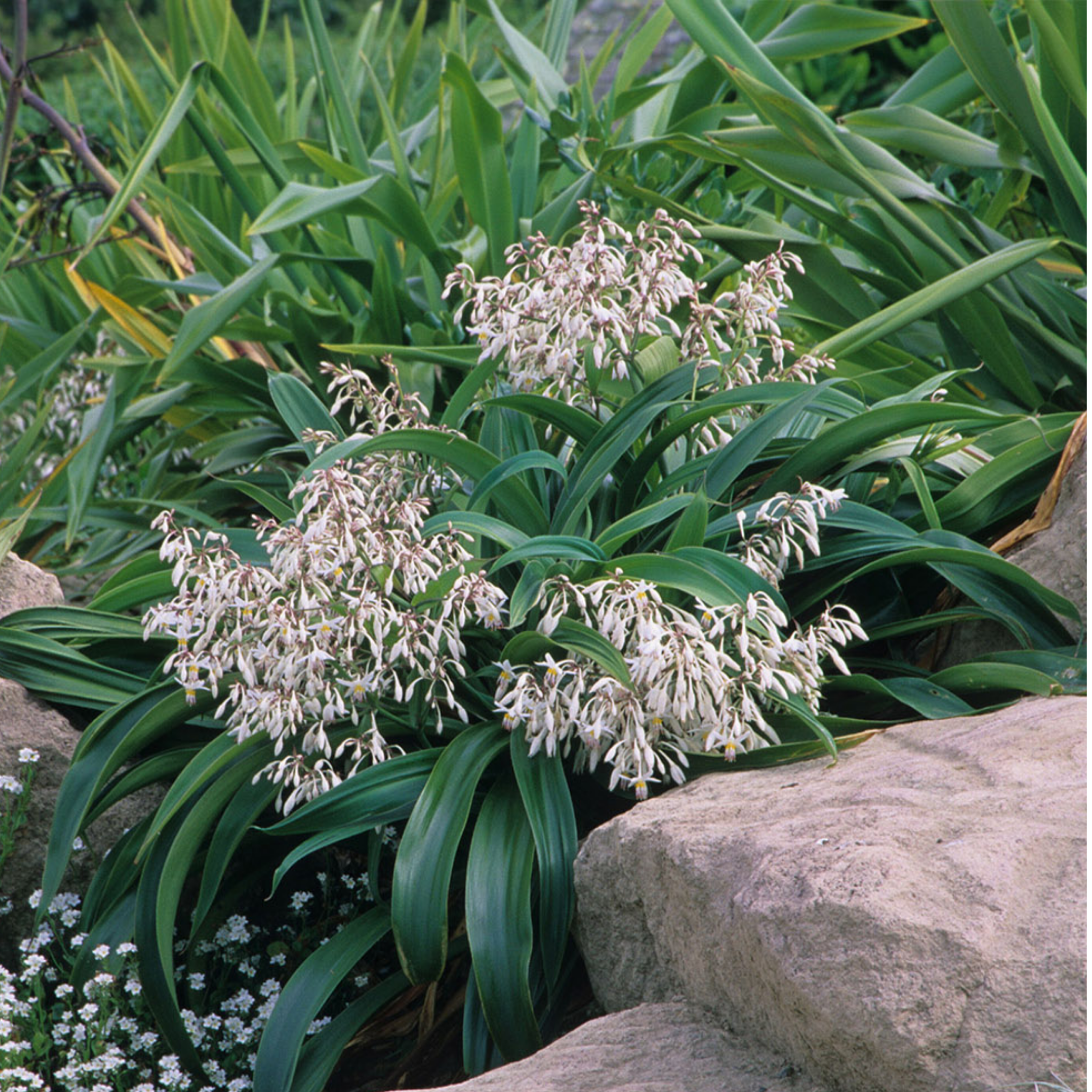 New Zealand Rock Lily - Arthropodium cirratum