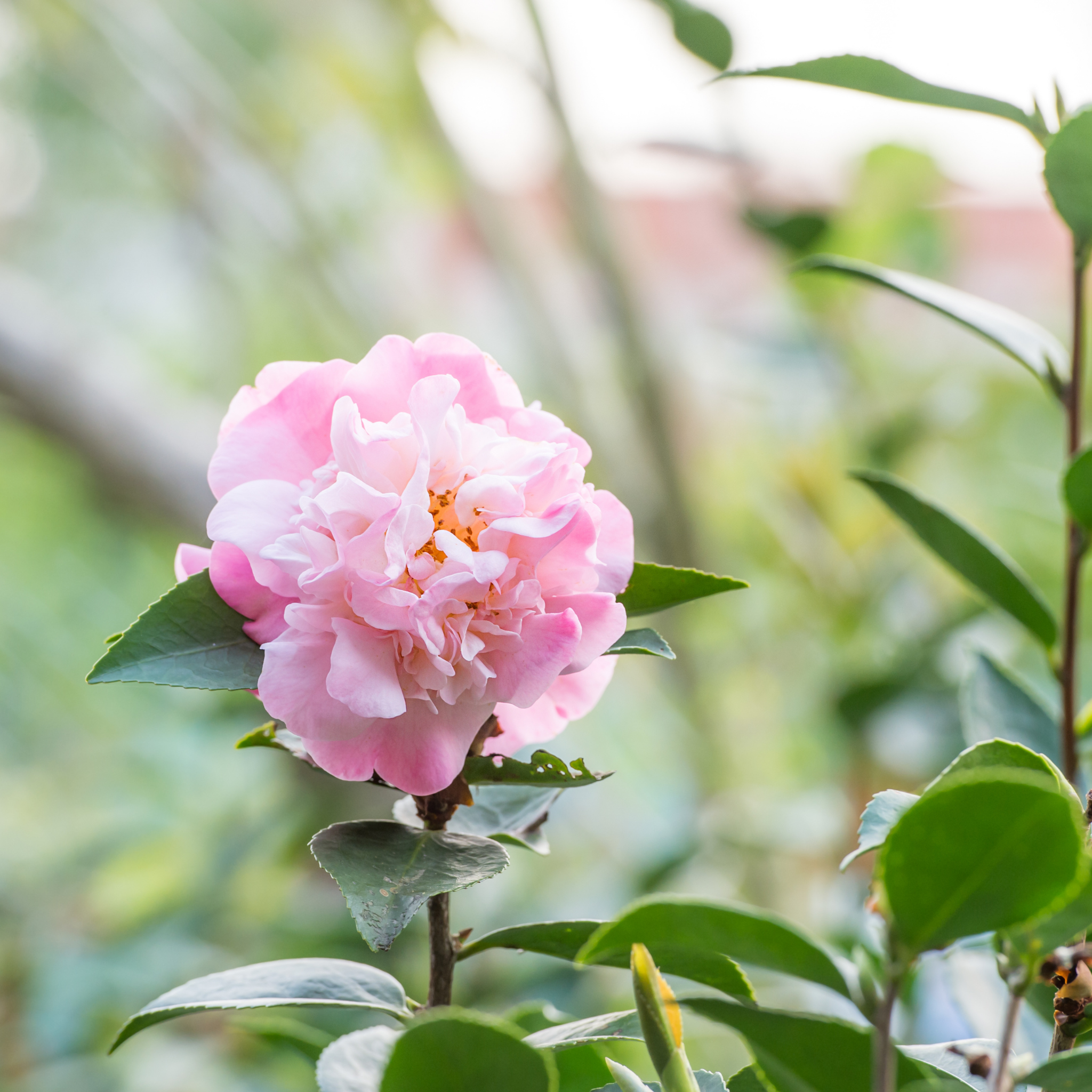 Camellia Sweet Jane - Camellia hybrida 'Sweet Jane'