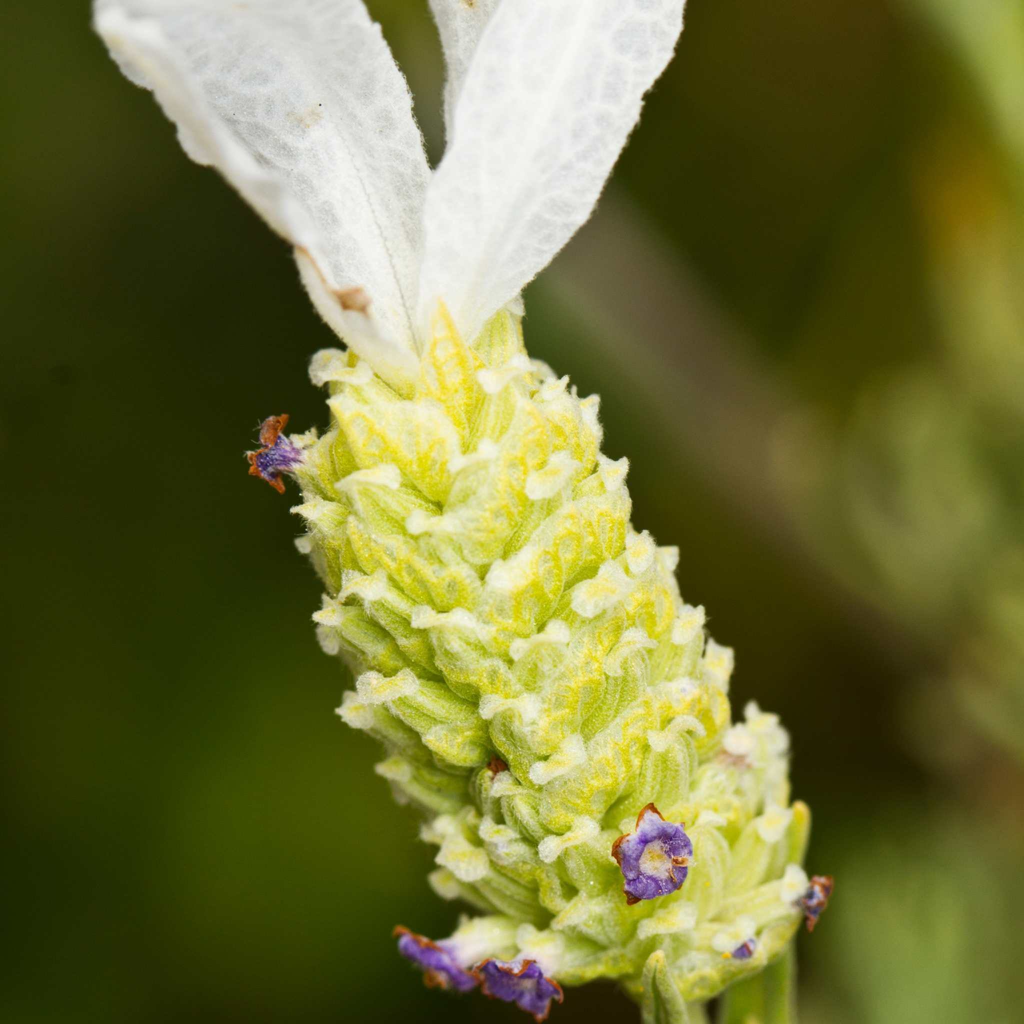 Italian Javelin Forte White Lavender - Lavandula stoechas 'Javelin Forte White'