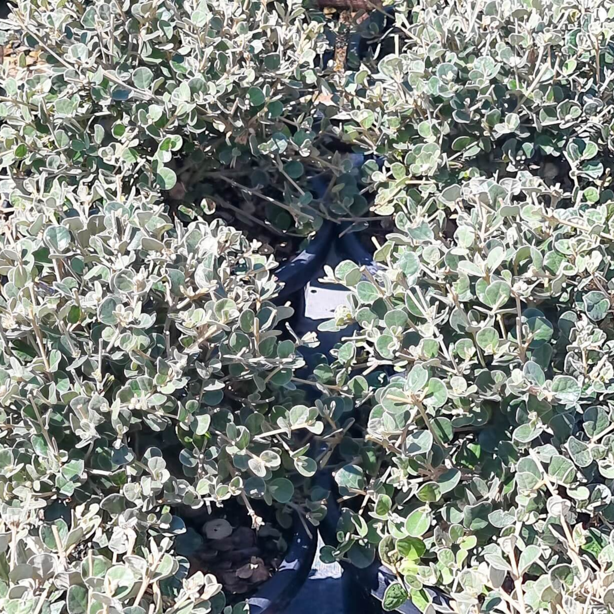 White Correa - Correa alba