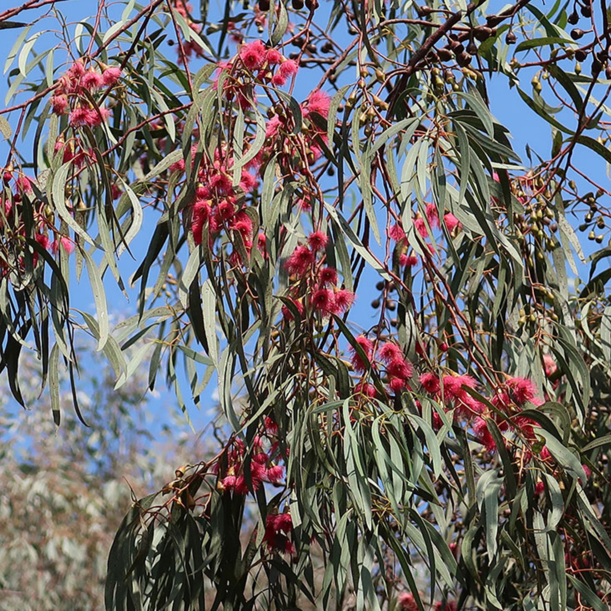 Yellow Gum - Eucalyptus leucoxylon