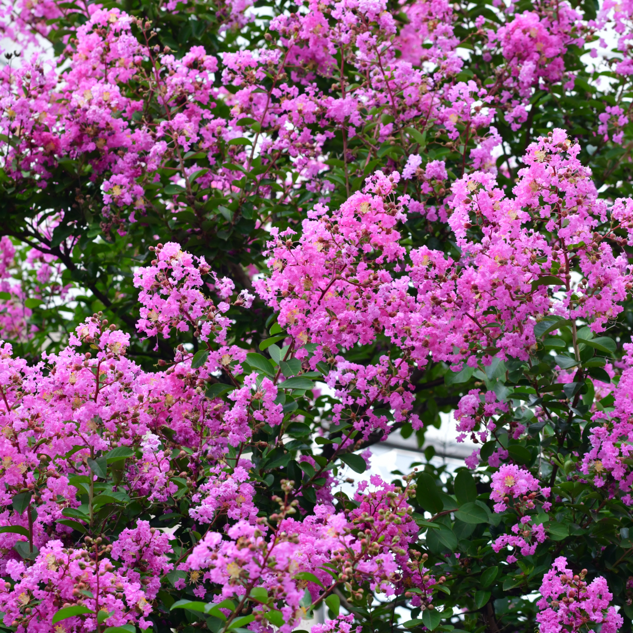 Purple Crepe Myrtle - Lagerstroemia indica fauriei Lipan