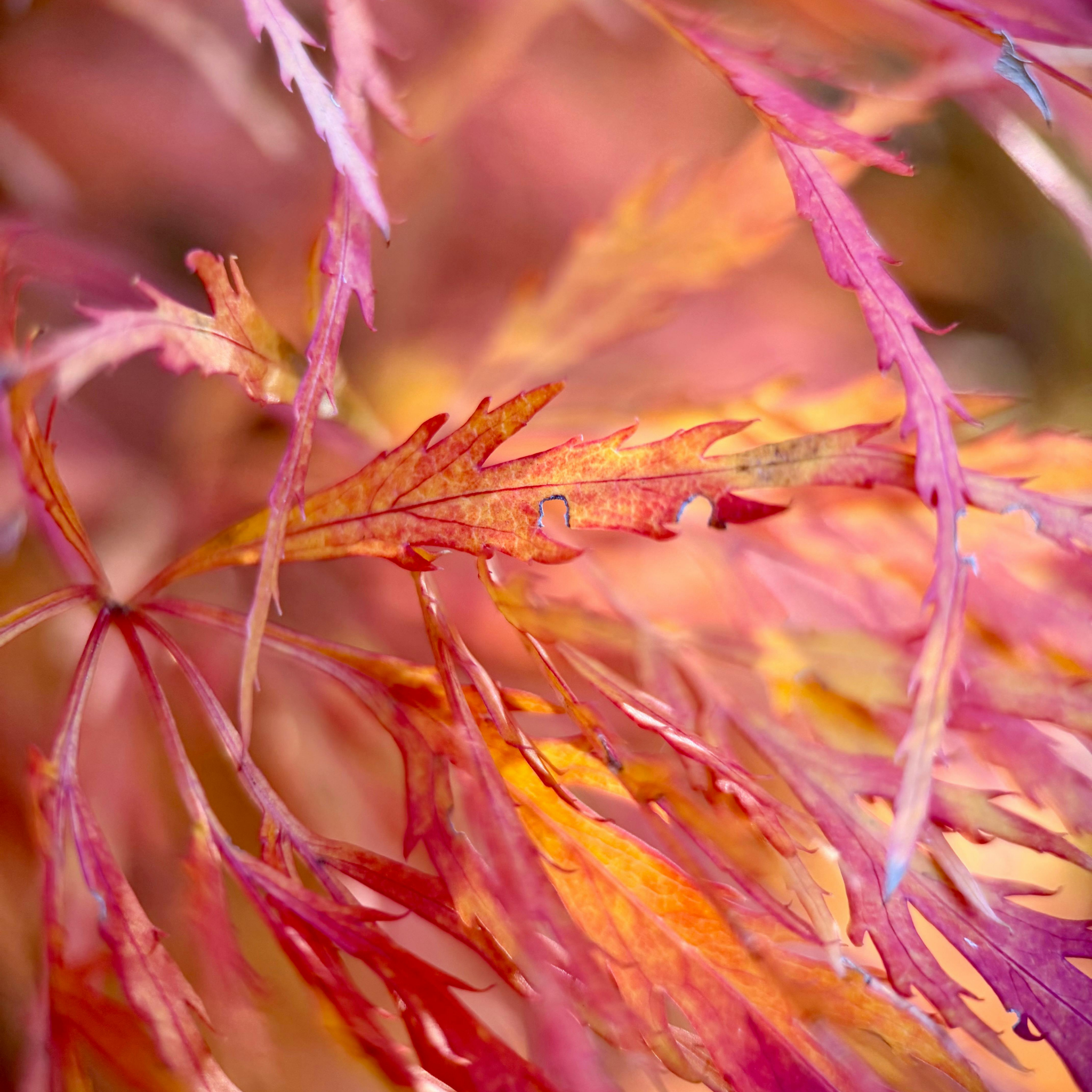 Weeping Japanese Maple Atropurpureum - Acer palmatum Dissectum Atropurpureum