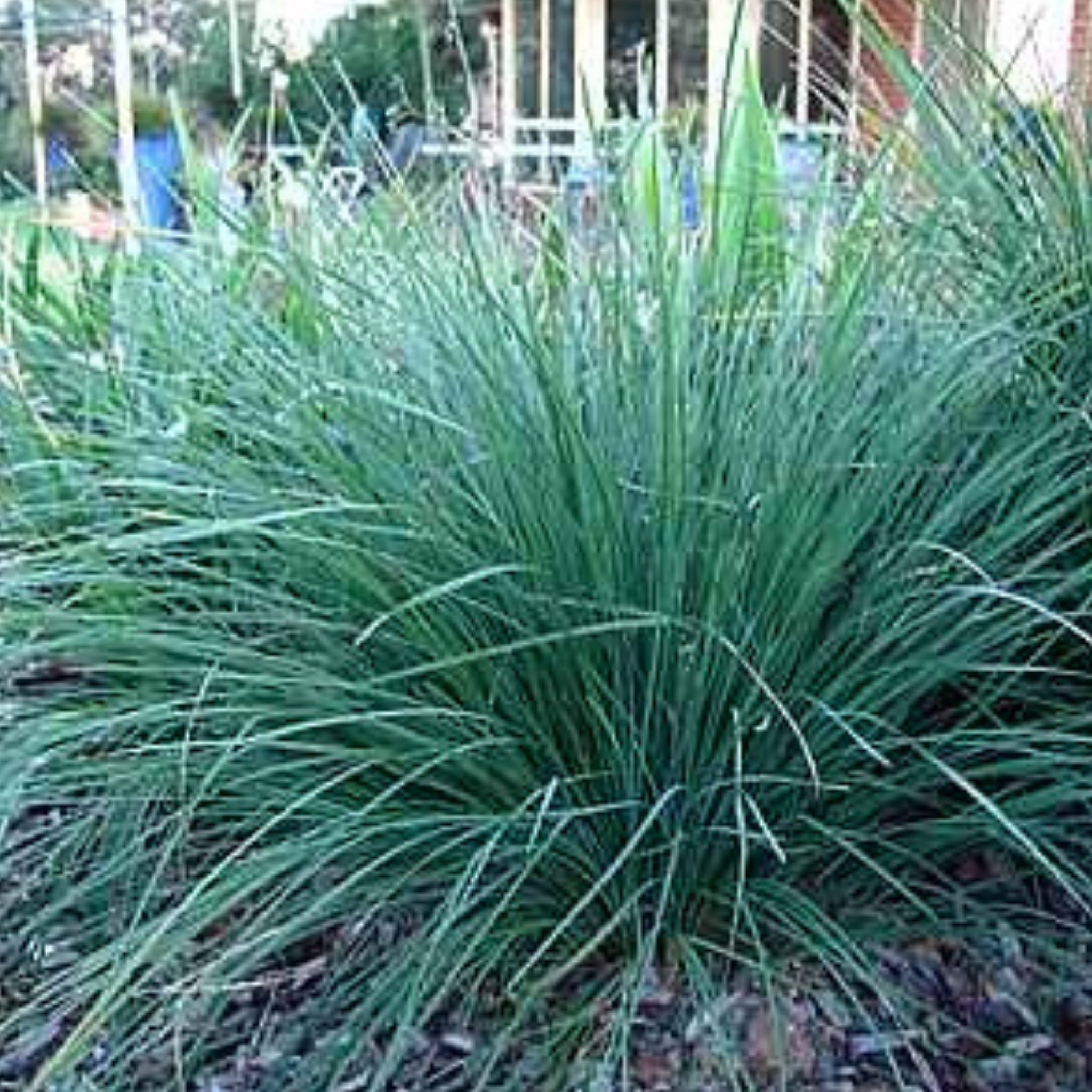 Lomandra Nyalla - Lomandra longifolia Nyalla PBR