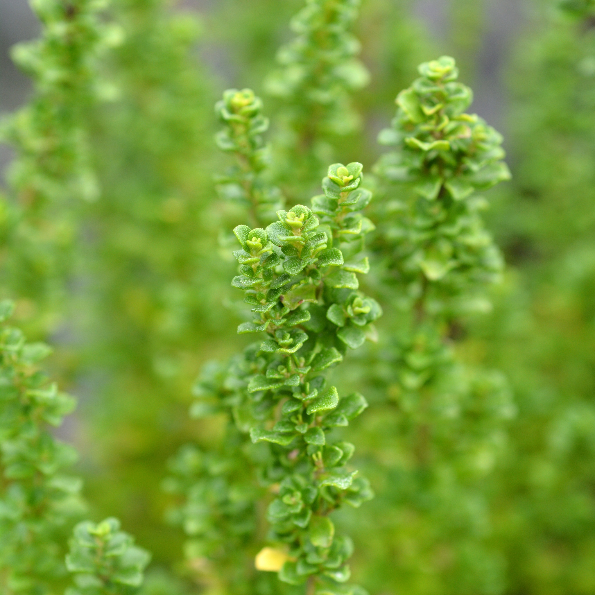 Cool Mint Alpine Mint Bush - Prostanthera cuneata Cool Mint