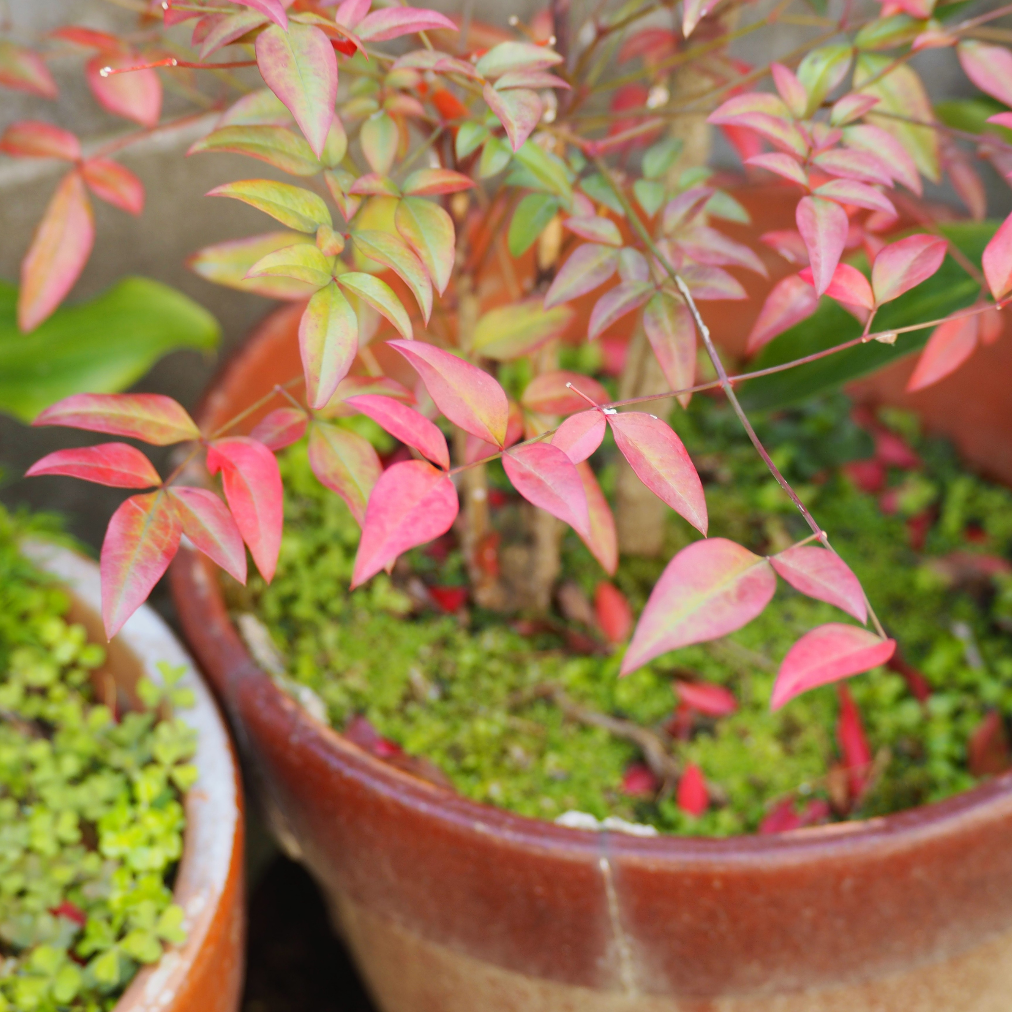 Nandina Obsession - Nandina domestica Obsession PBR