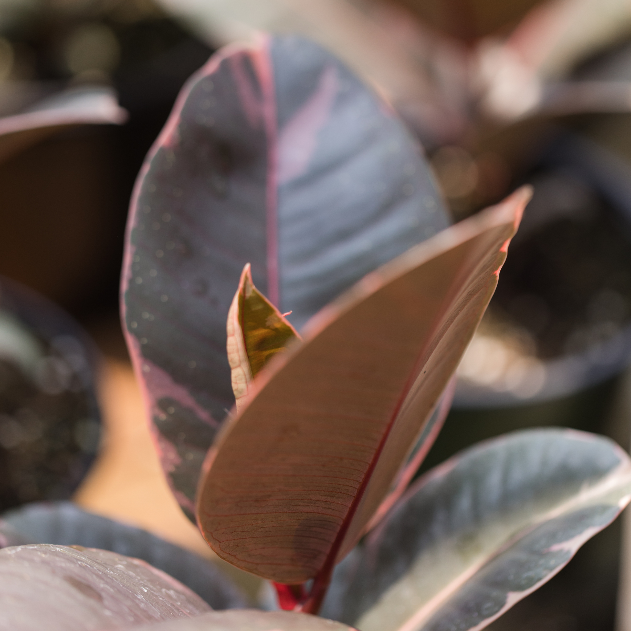 Red Rubber Tree Plant - Ficus elastica Ruby