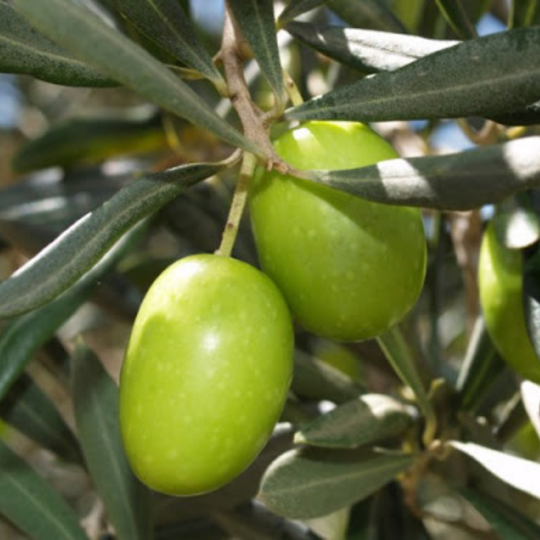 Californian Queen Olive Tree - Olea europaea Californian Queen (UC13A6)