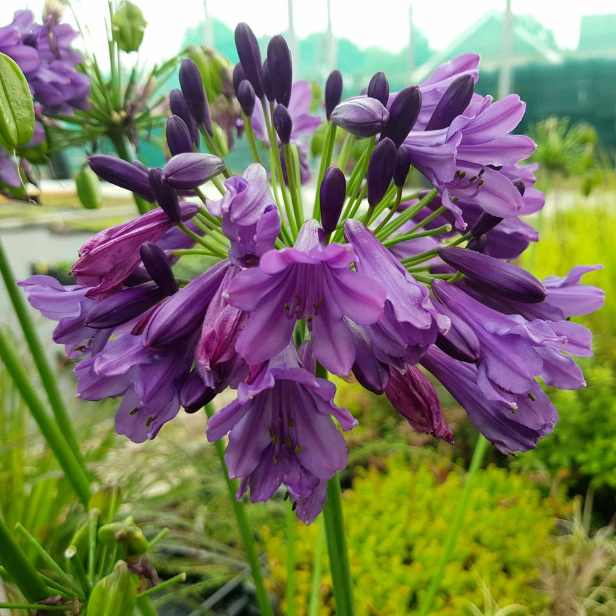 Agapanthus hybrida ‘Poppin Purple’ - Long flowering Lily of the Nile, African Lily