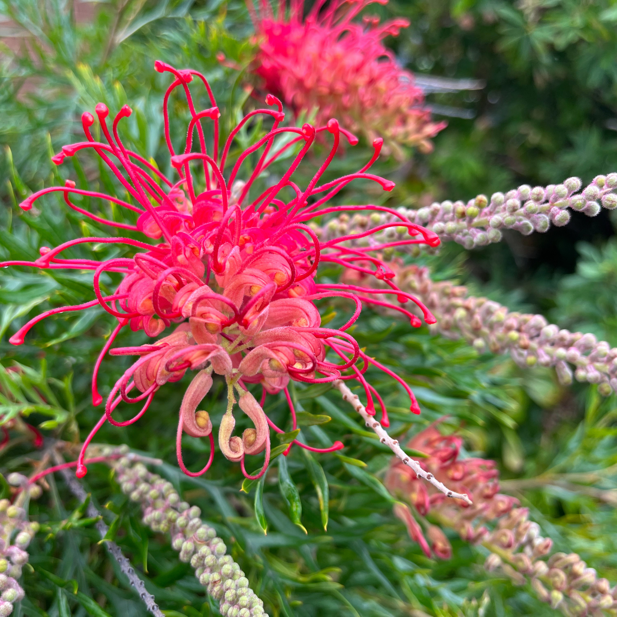Grevillea 'Winpara Gem' - Grevillea hybrida Winpara Gem