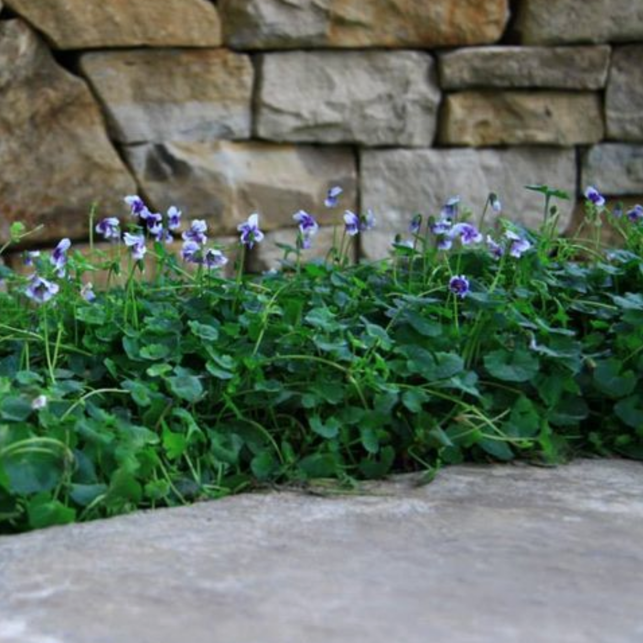 Native Australian Violet / Ivy Leaf Violet - Viola hederacea